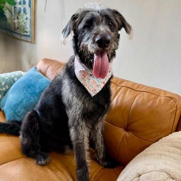 Bo Grogan Stop Scrolling Look At The Mohawk — thumbnail 3