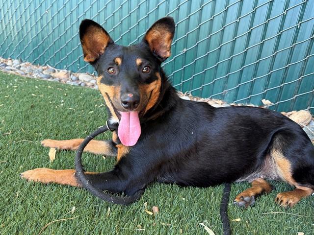 ROSA, Adoptable, Young Female Terrier & Mixed Breed.