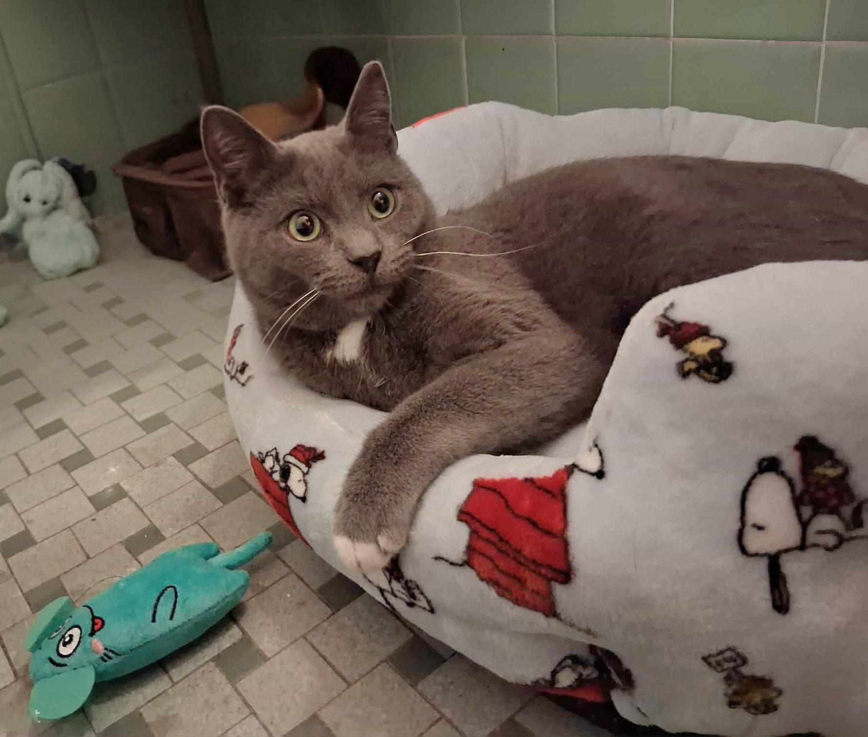 Enlarge Pippin, a ADOPTABLE Domestic Short Hair in Pittsburgh, PA image 1/5
