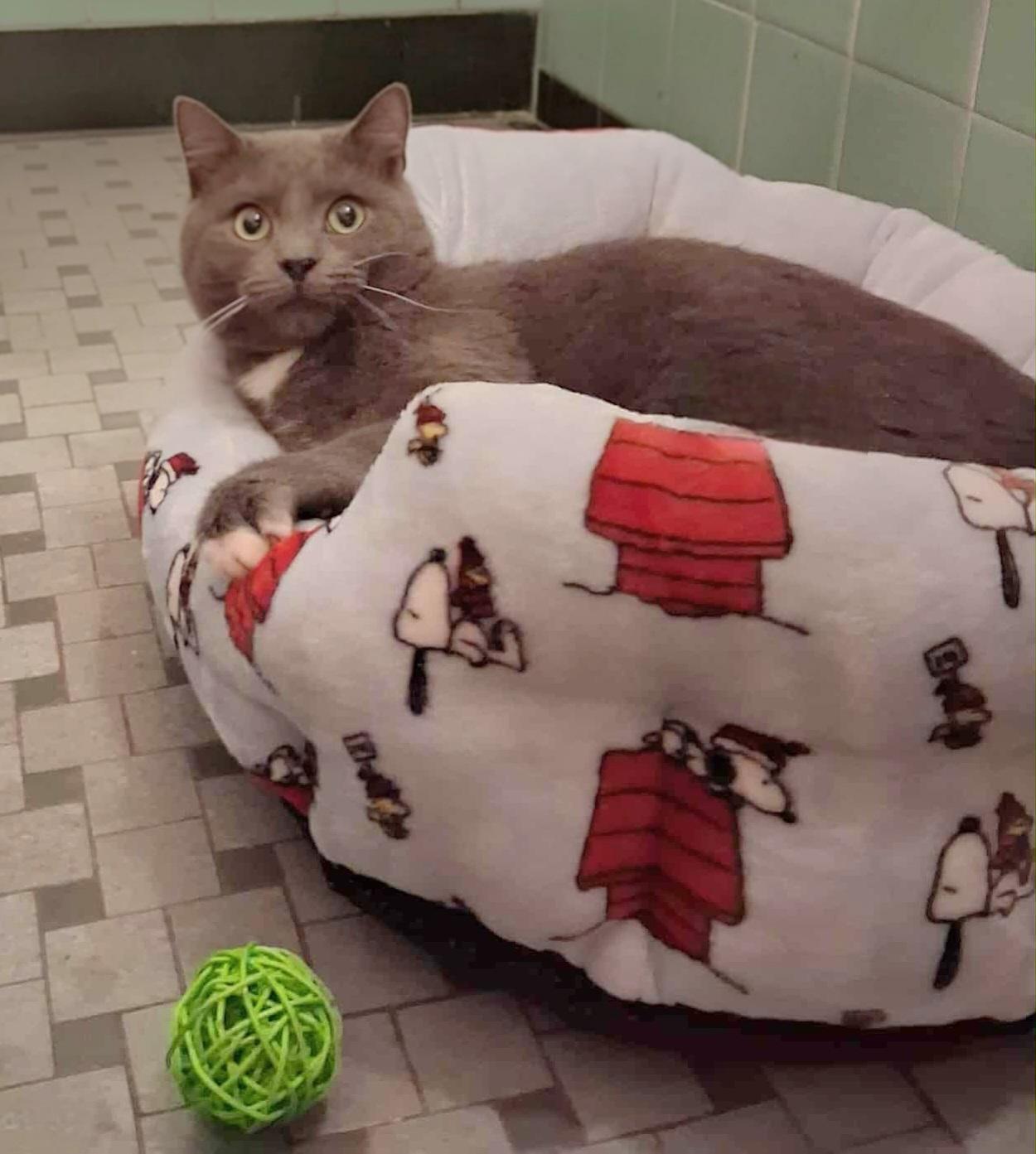 Enlarge Pippin, a ADOPTABLE Domestic Short Hair in Pittsburgh, PA image 2/5