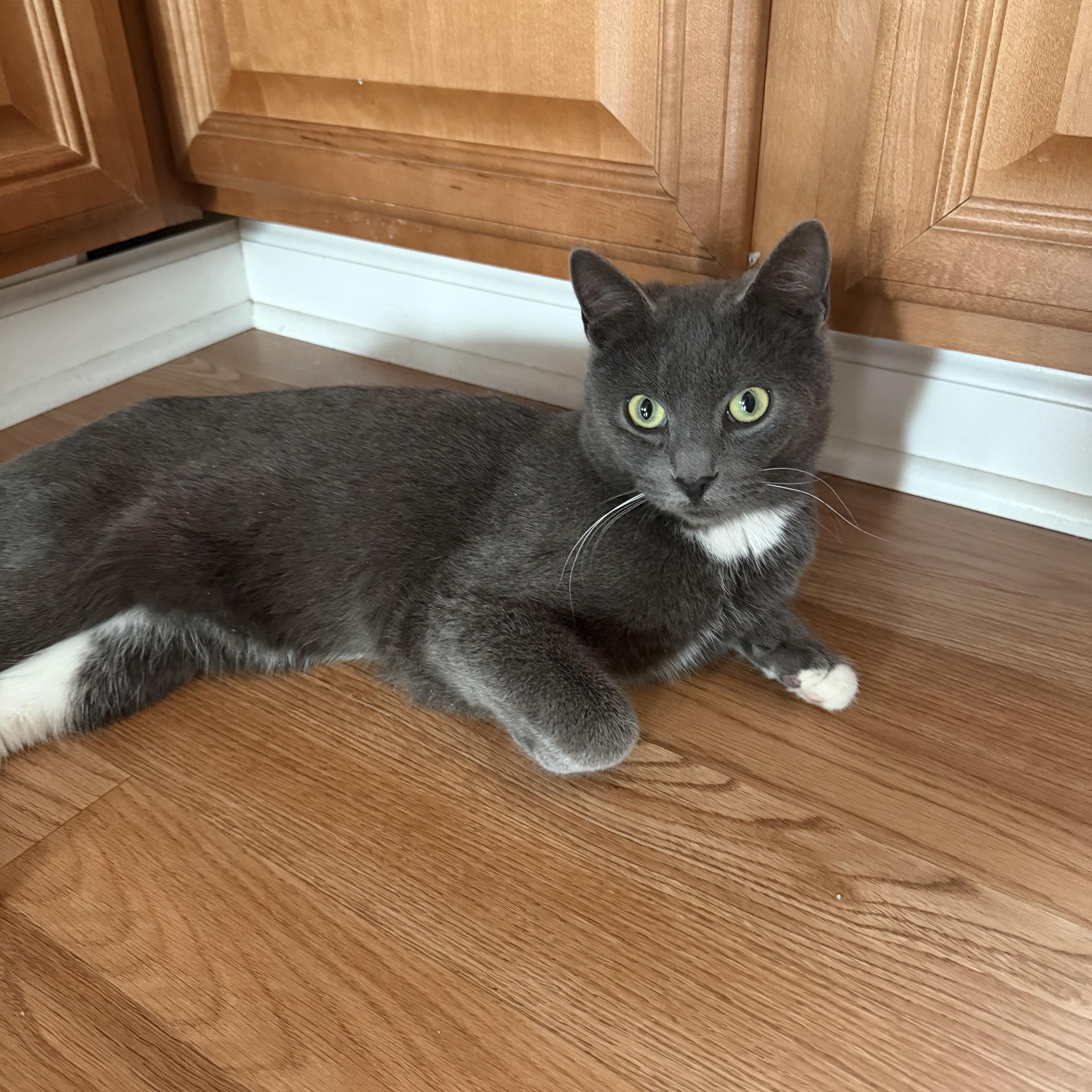 Enlarge Pippin, an adopted Domestic Short Hair in Pittsburgh, PA image 1/5