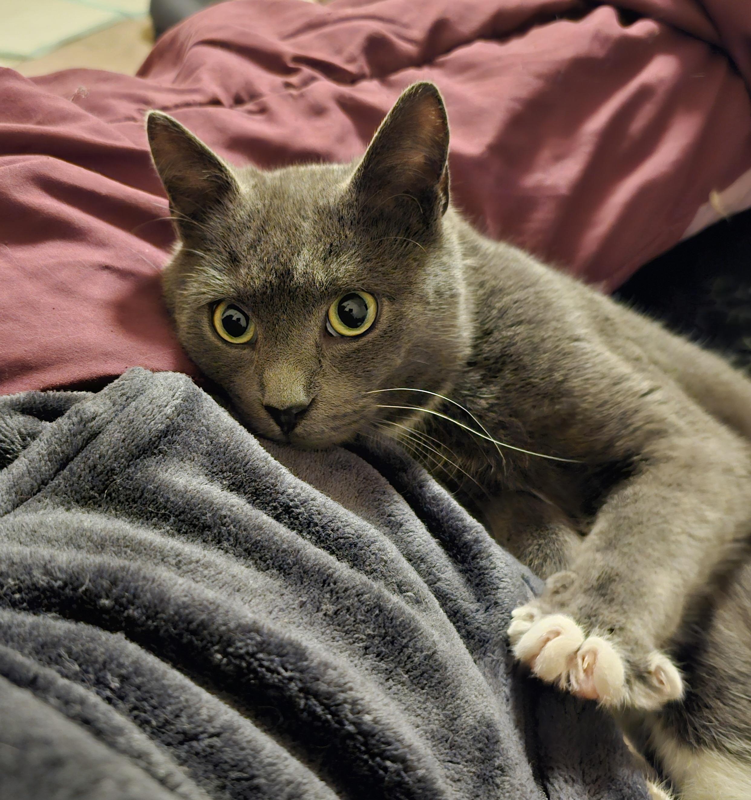 Enlarge Pippin, a ADOPTABLE Domestic Short Hair in Pittsburgh, PA image 3/5