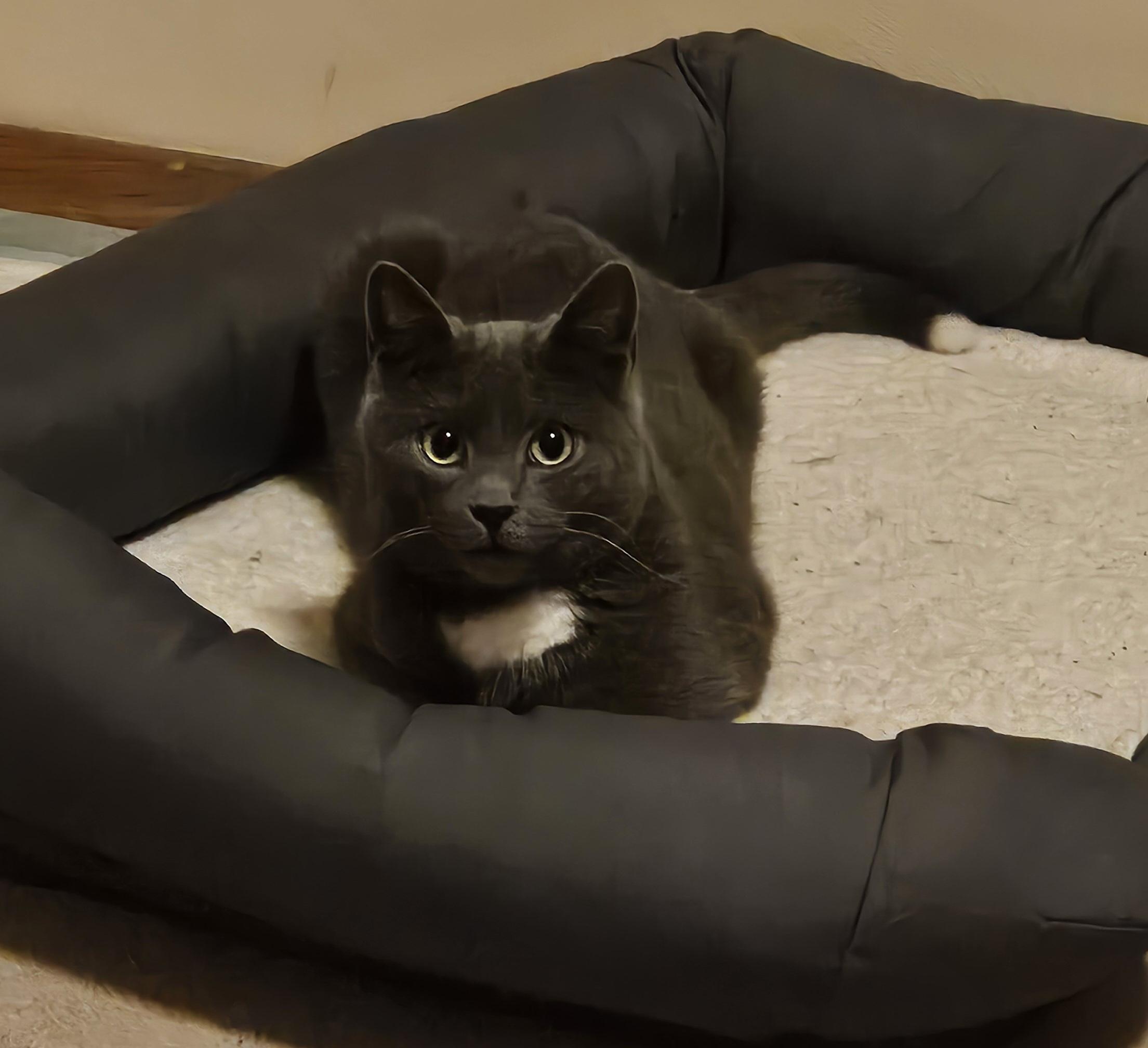 Enlarge Pippin, a ADOPTABLE Domestic Short Hair in Pittsburgh, PA image 5/5