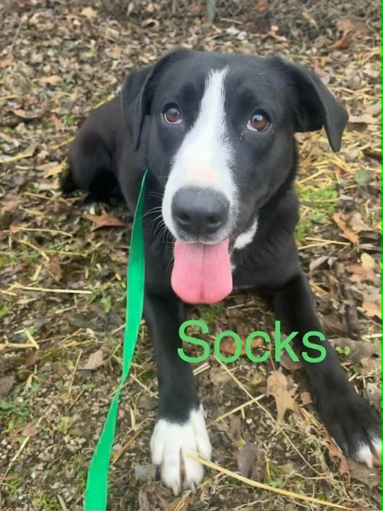 Enlarge SOCKS, a Adoptable mixed breed in Princeton, IN image 1/2