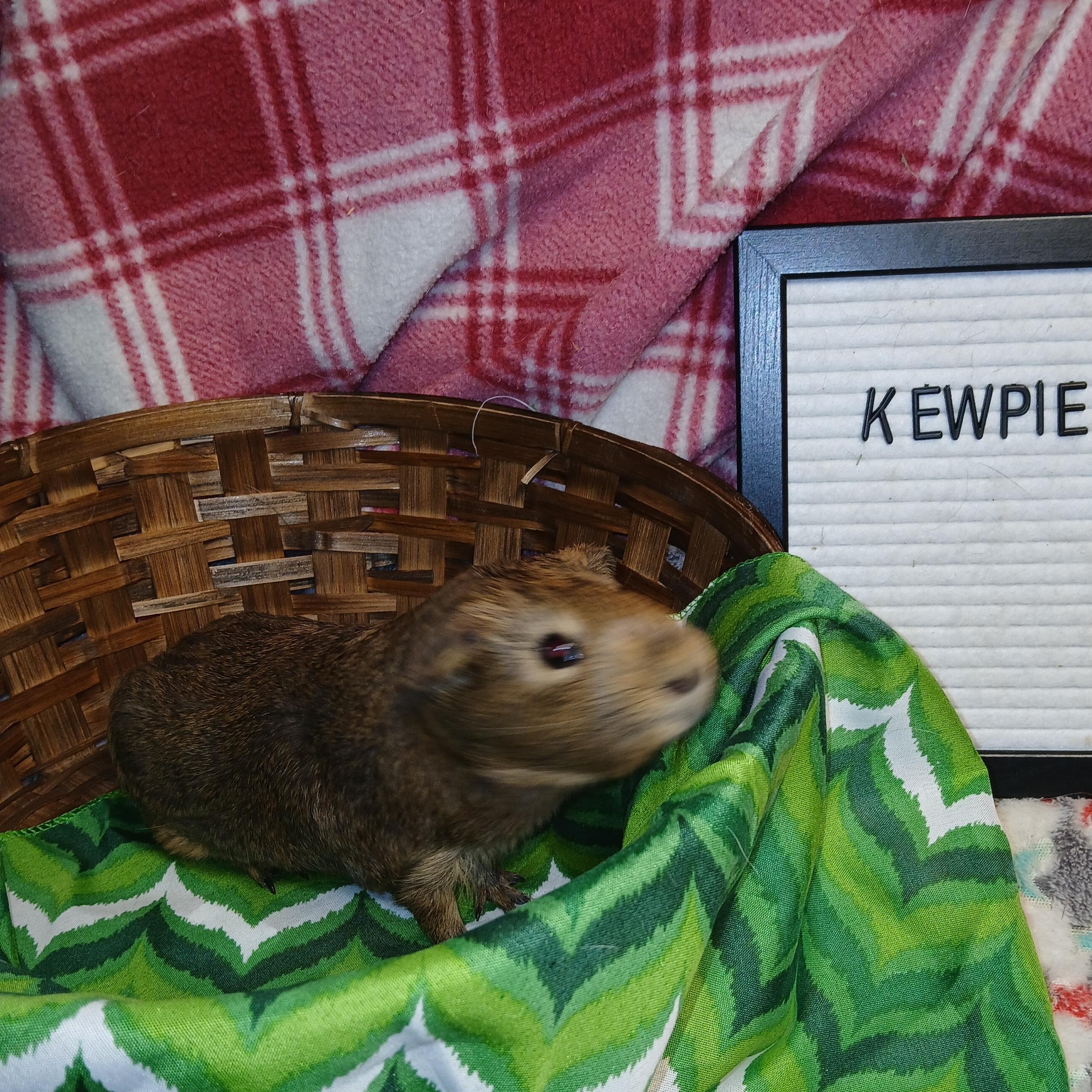 Kewpie, an adopted Short-Haired in Dearborn, MO image 3/6