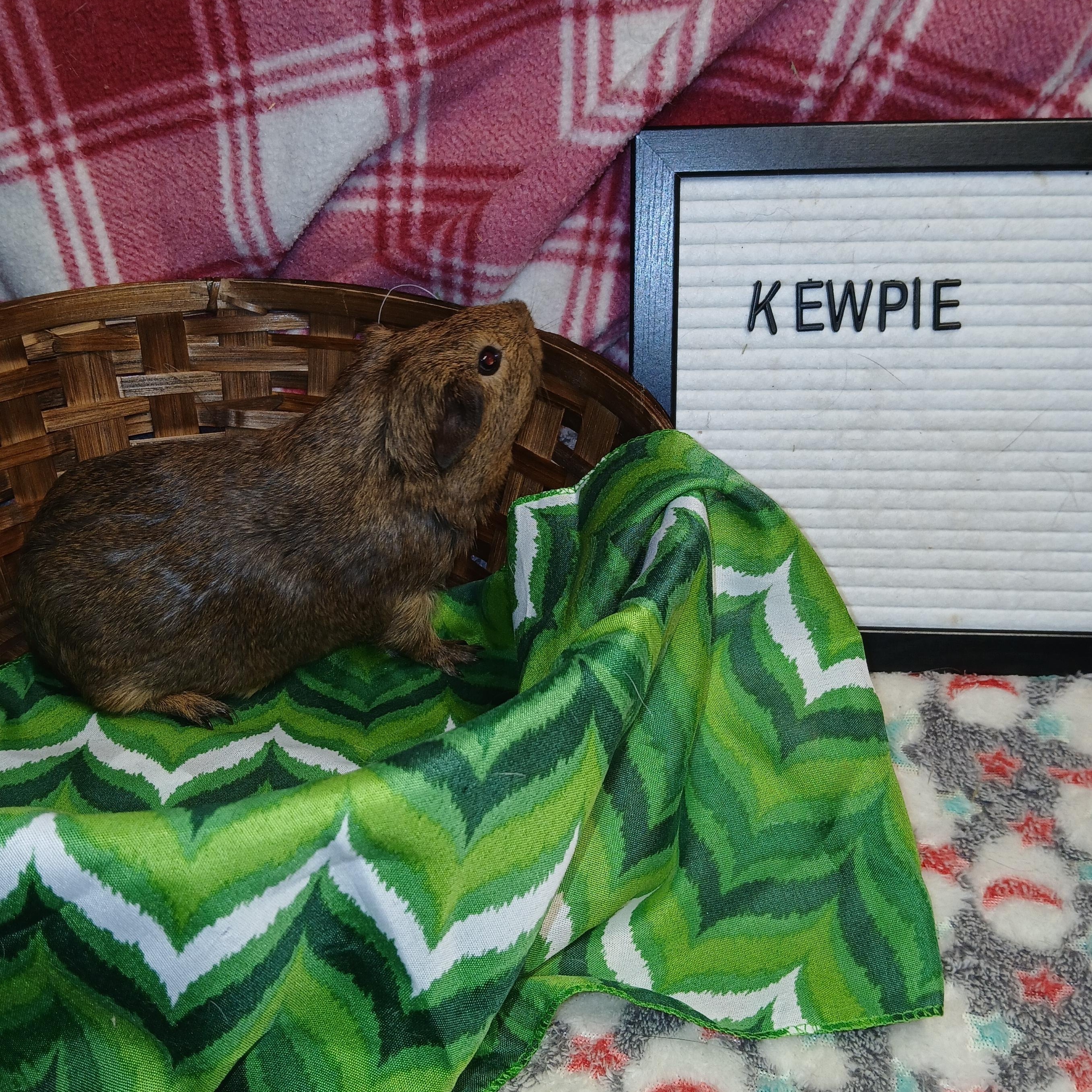 Kewpie, an adopted Short-Haired in Dearborn, MO image 1/6