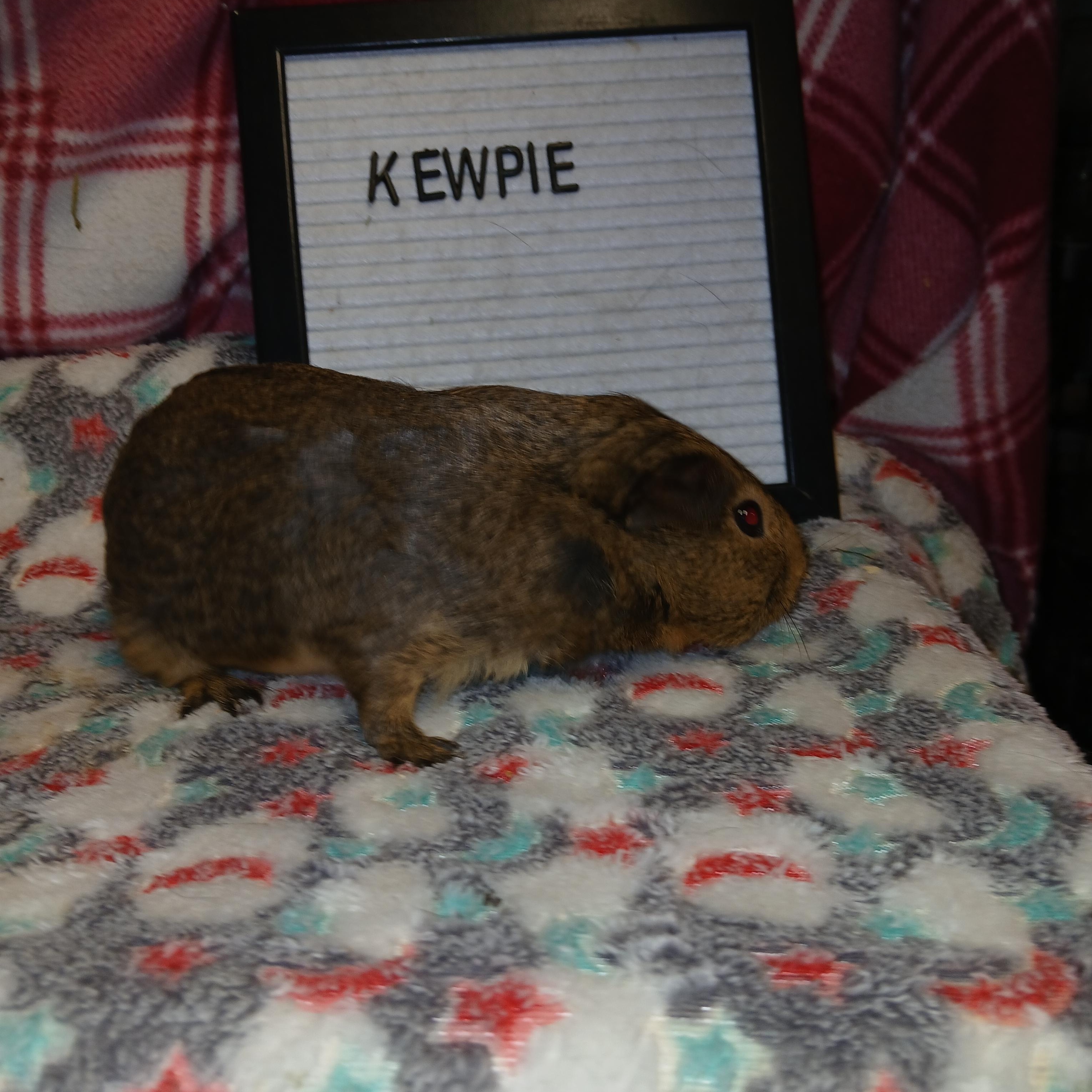 Kewpie, an adopted Short-Haired in Dearborn, MO image 4/6