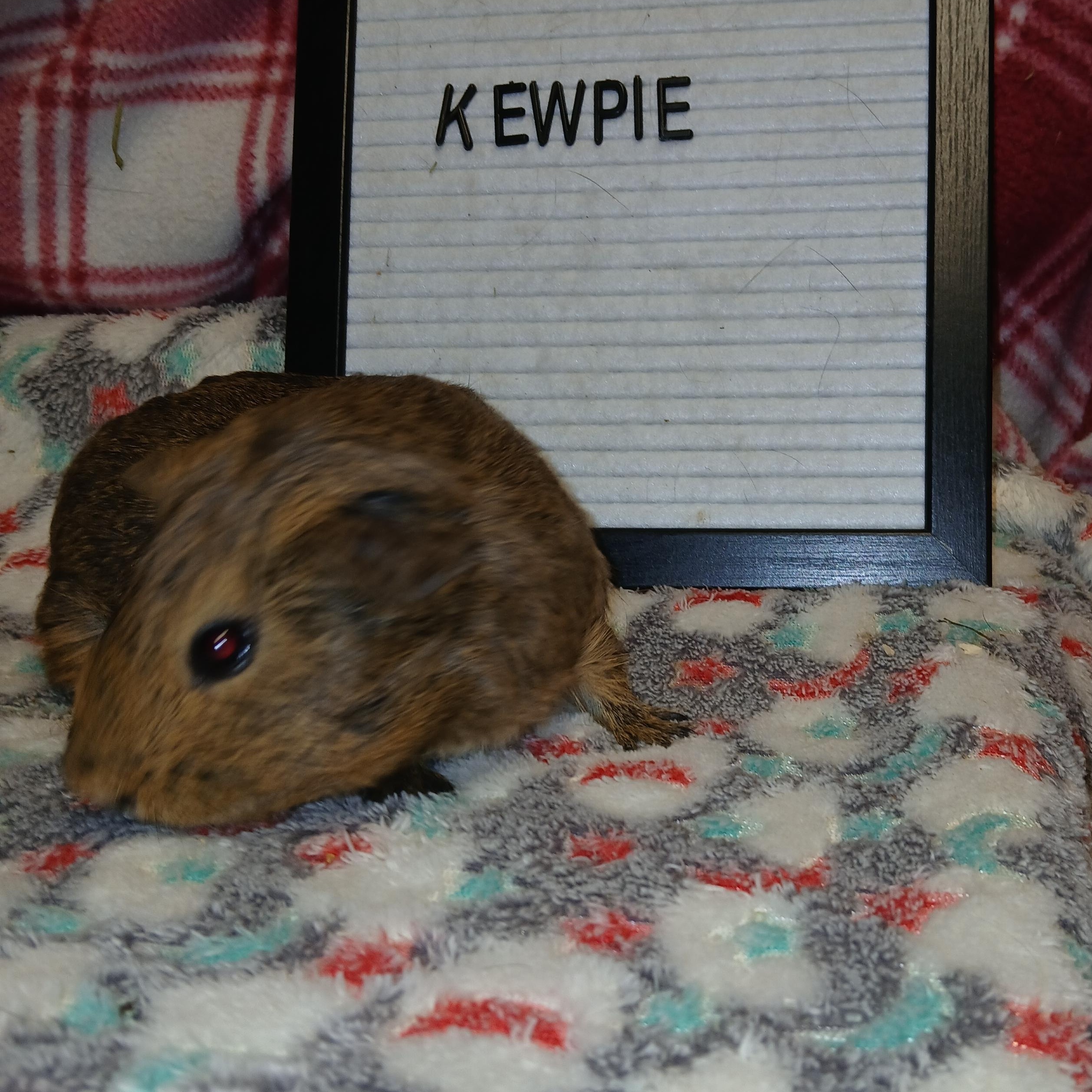 Kewpie, an adopted Short-Haired in Dearborn, MO image 5/6