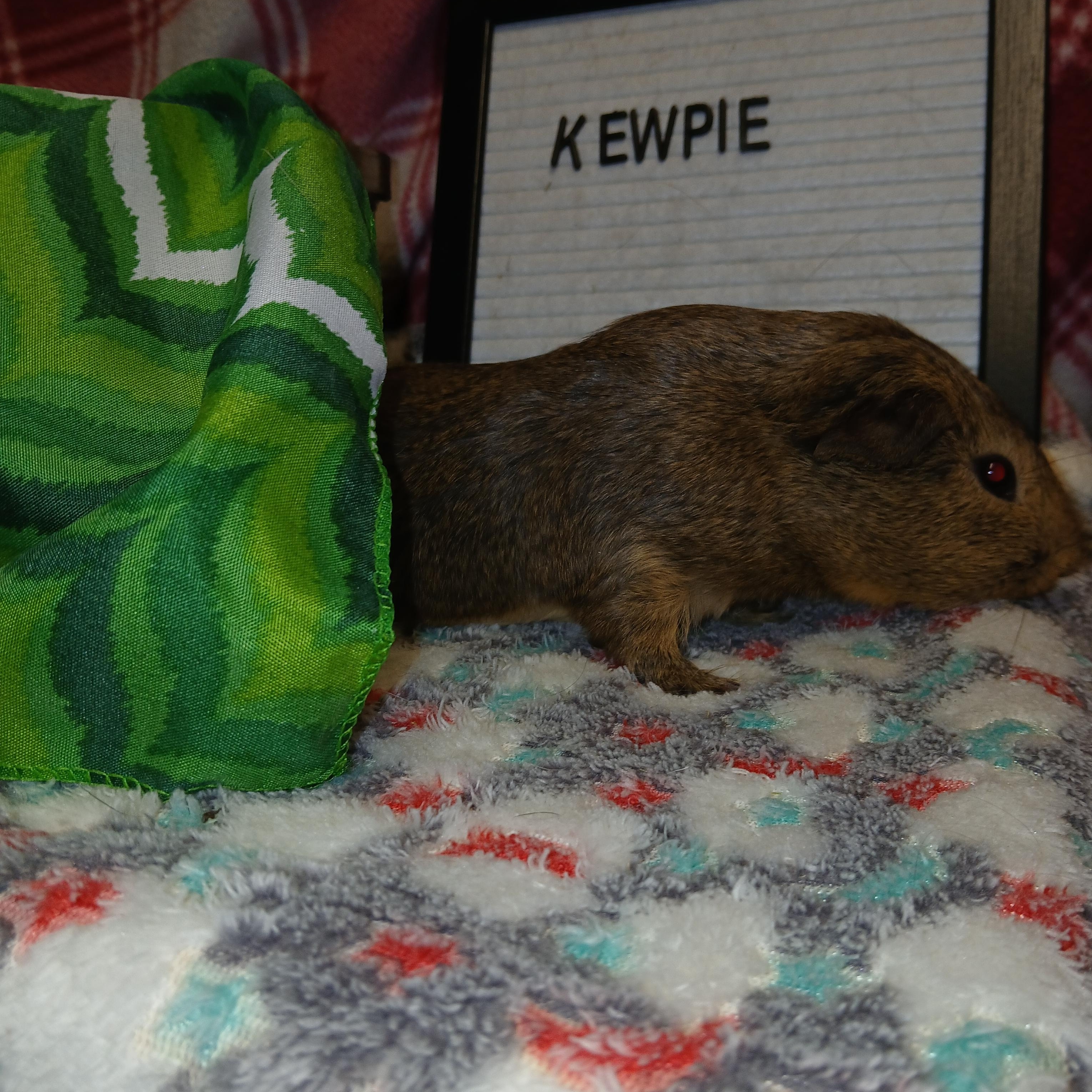Kewpie, an adopted Short-Haired in Dearborn, MO image 6/6