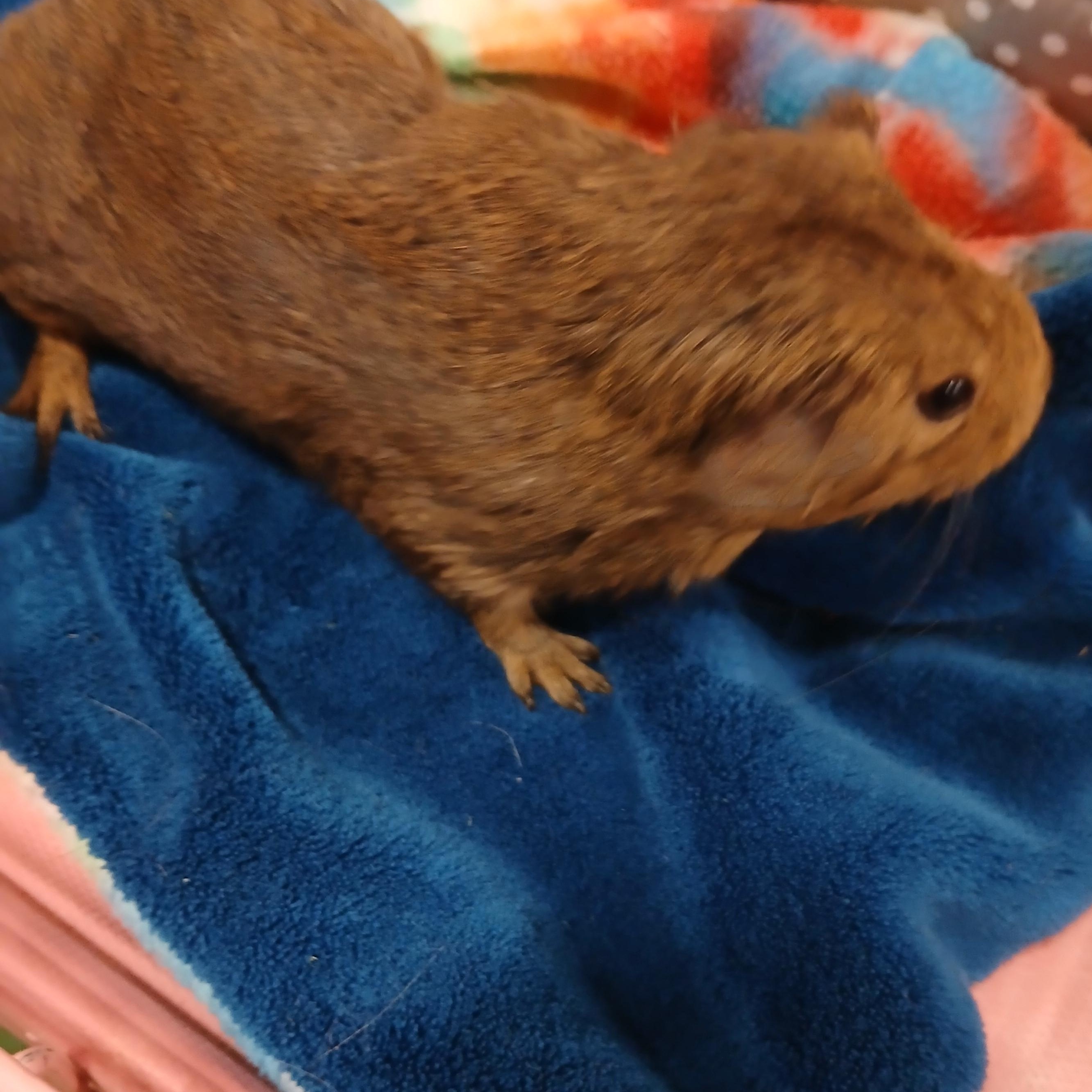 Kewpie, an adopted Short-Haired in Dearborn, MO image 2/6
