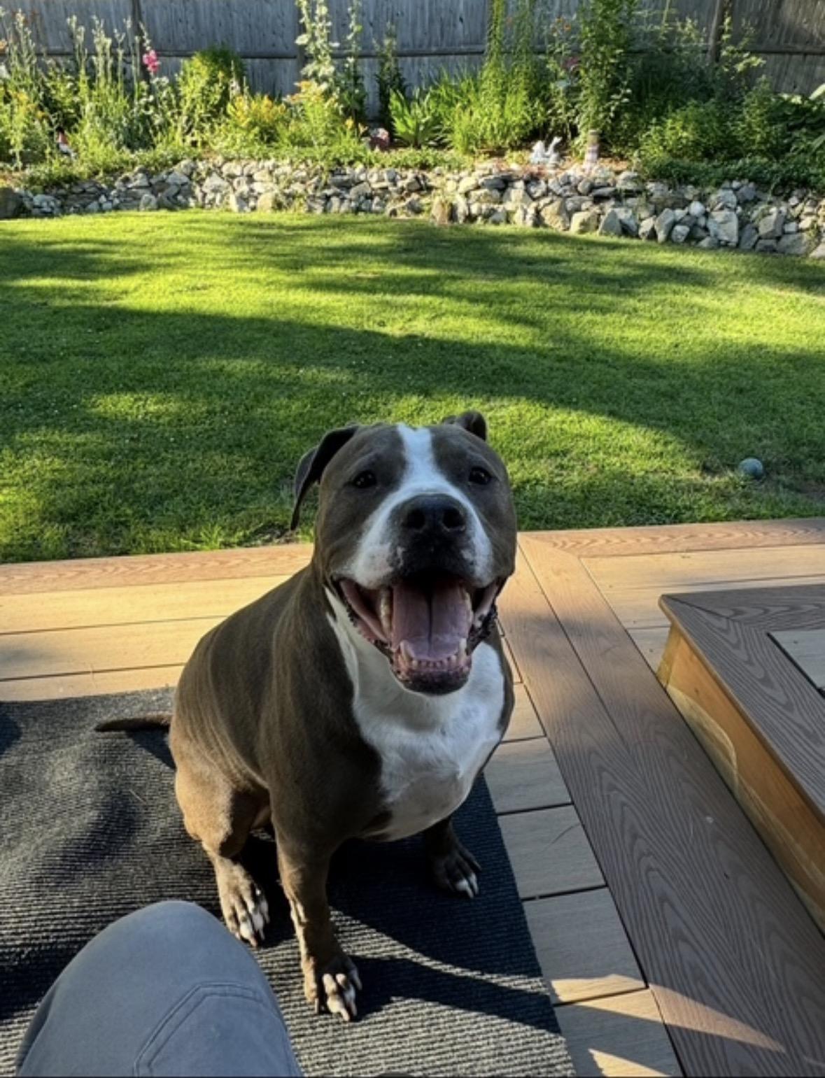 Harold (courtesy post), a ADOPTABLE mixed breed in New Boston, NH image 6/6