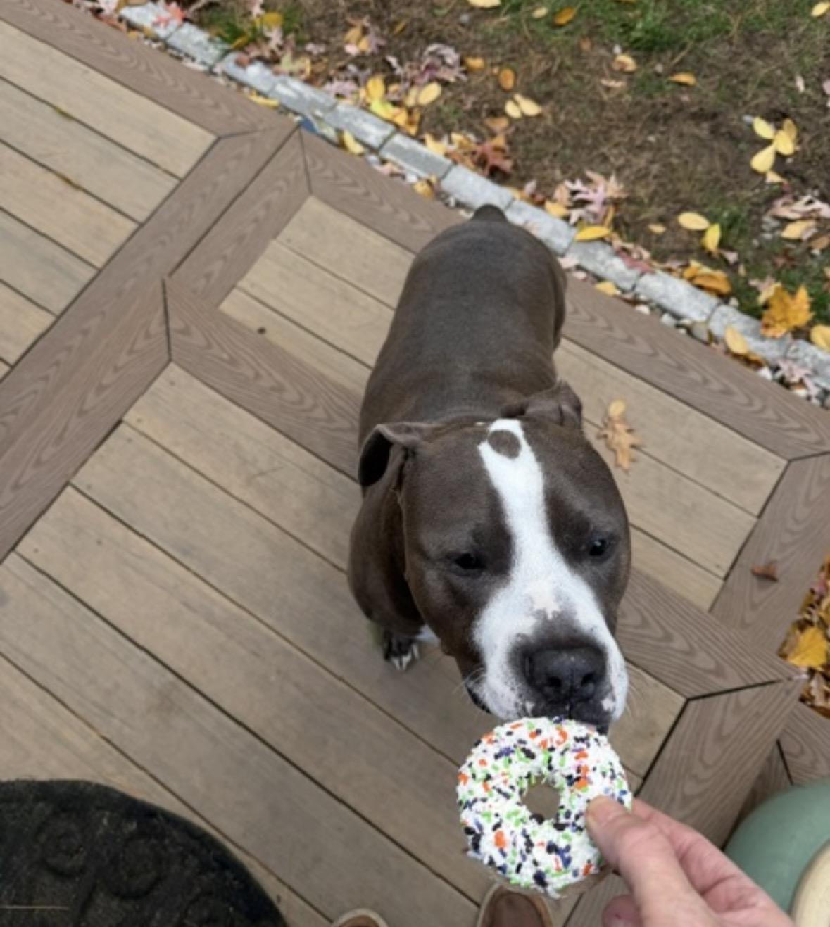 Harold (courtesy post), a ADOPTABLE mixed breed in New Boston, NH image 5/6