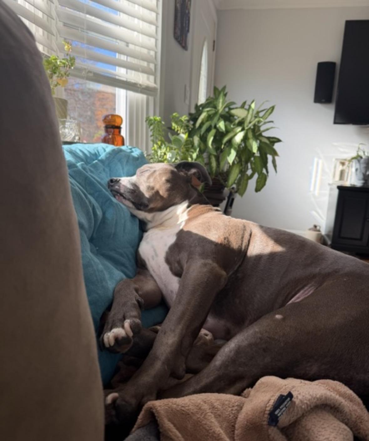 Harold (courtesy post), a ADOPTABLE mixed breed in New Boston, NH image 3/6