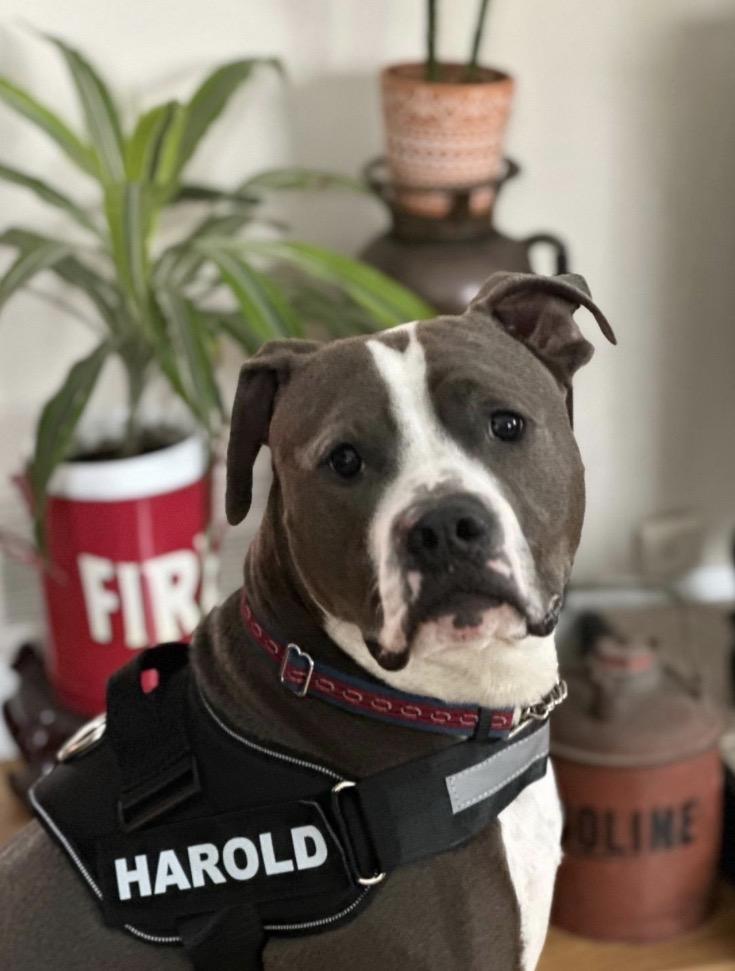 Harold (courtesy post), a ADOPTABLE mixed breed in New Boston, NH image 2/6