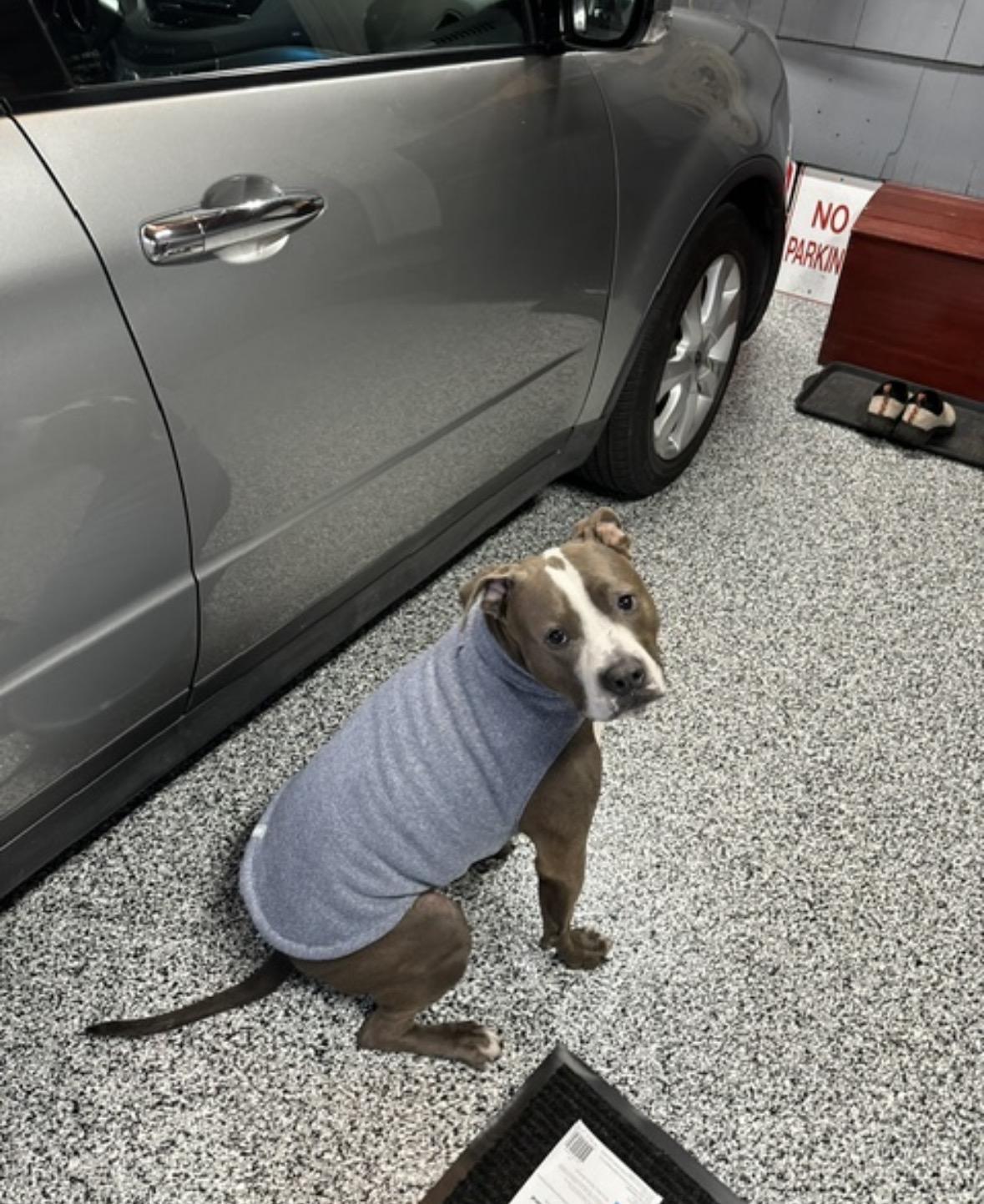 Harold (courtesy post), ADOPTABLE, Adult Male Pit Bull Terrier.