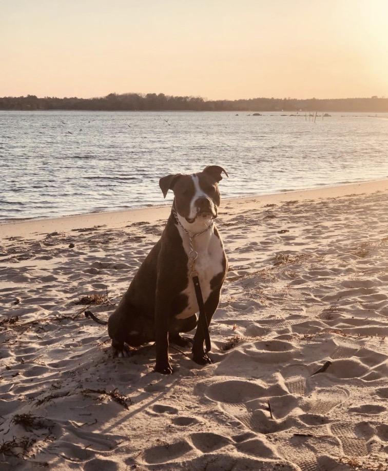 Harold (courtesy post), a ADOPTABLE mixed breed in New Boston, NH image 4/6