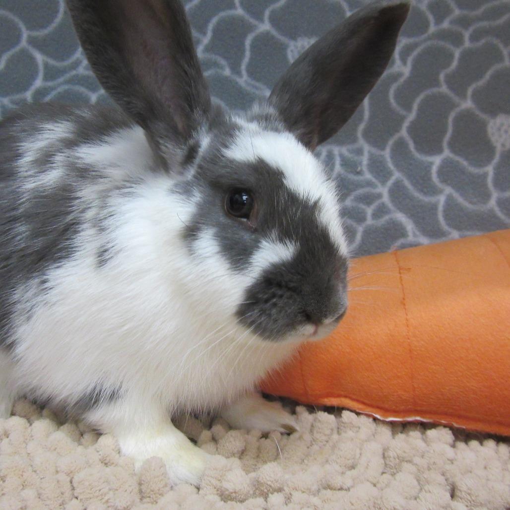 Enlarge Paddy, a Adoptable Bunny Rabbit in Newport, PA image 1/6