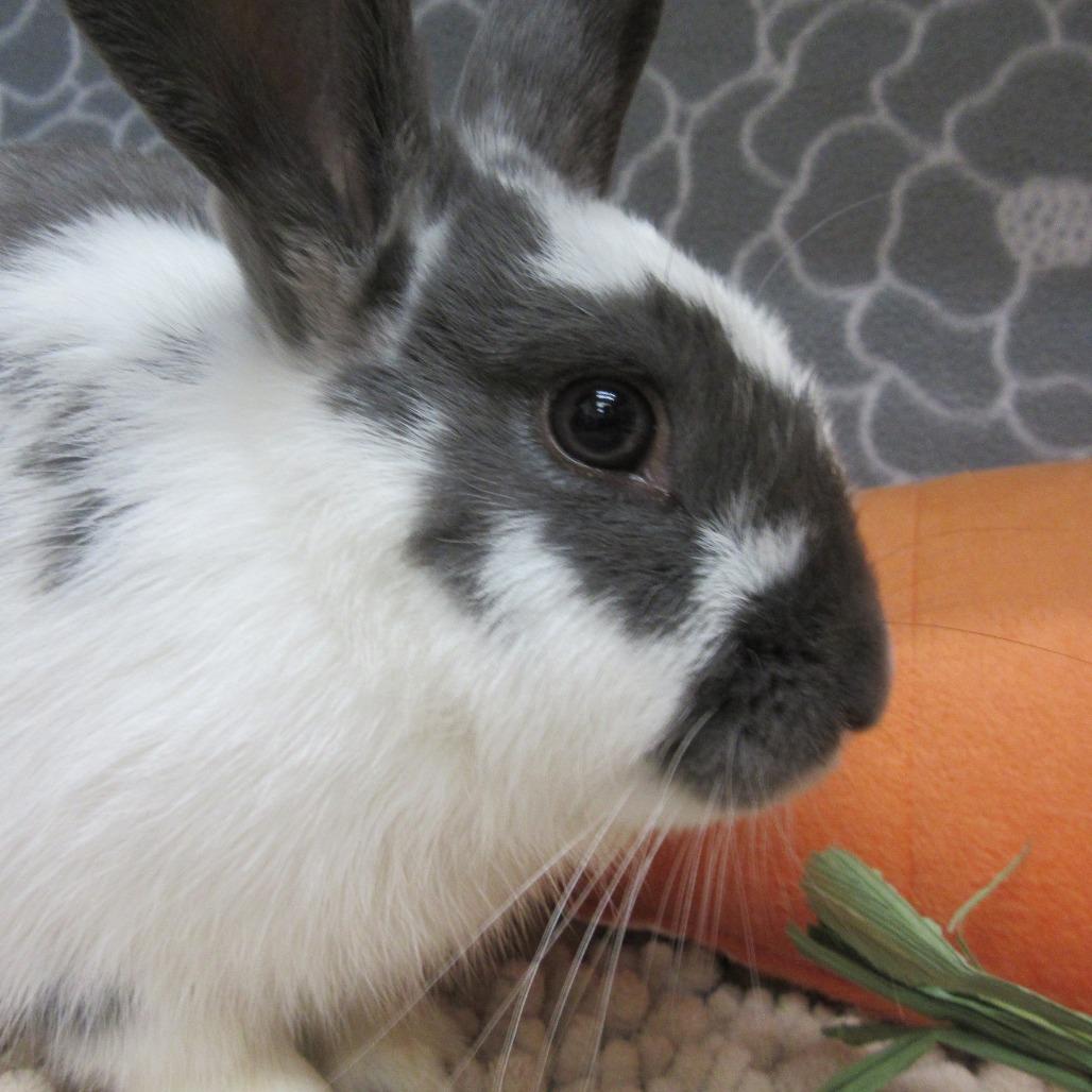 Enlarge Paddy, a Adoptable Bunny Rabbit in Newport, PA image 2/6