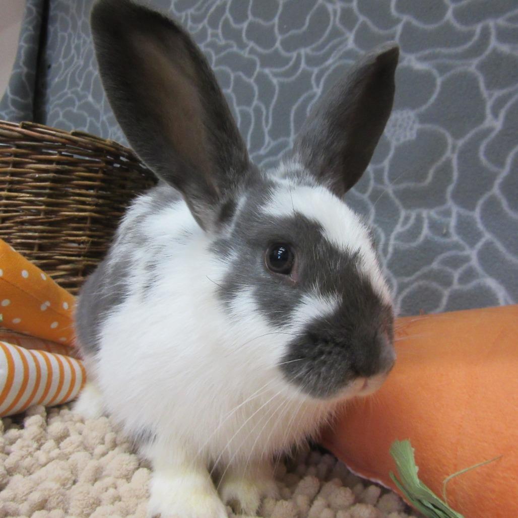Enlarge Paddy, a Adoptable Bunny Rabbit in Newport, PA image 3/6