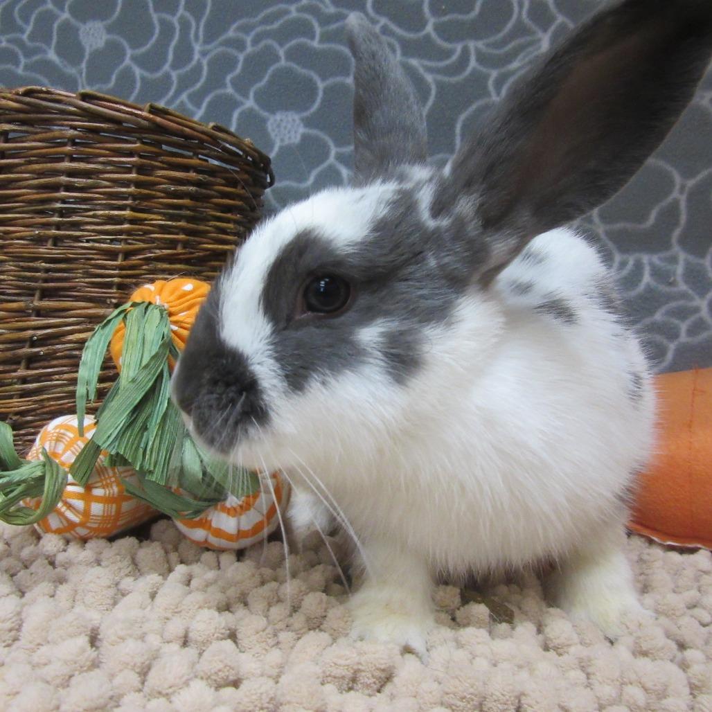 Enlarge Paddy, a Adoptable Bunny Rabbit in Newport, PA image 4/6
