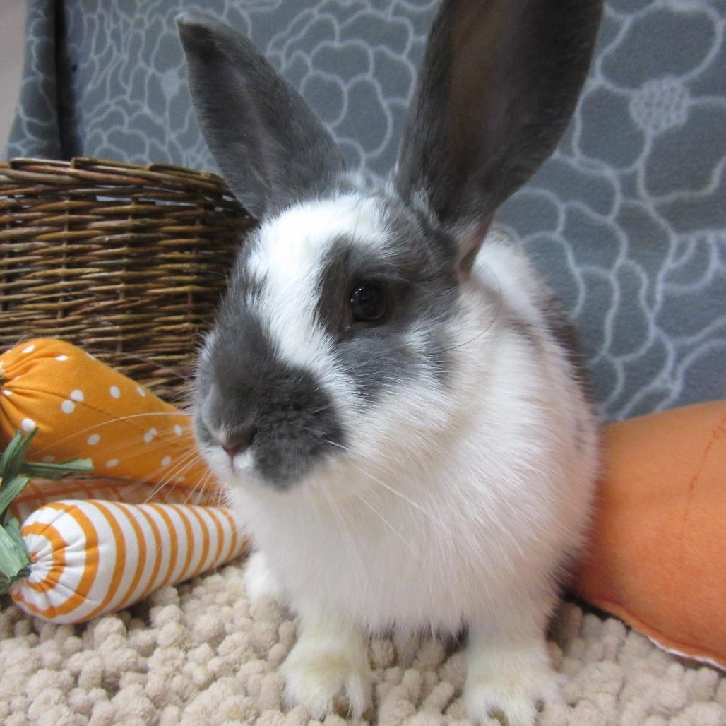 Enlarge Paddy, a Adoptable Bunny Rabbit in Newport, PA image 6/6