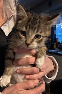 Tequila, Adoptable, Kitten Male Domestic Short Hair.