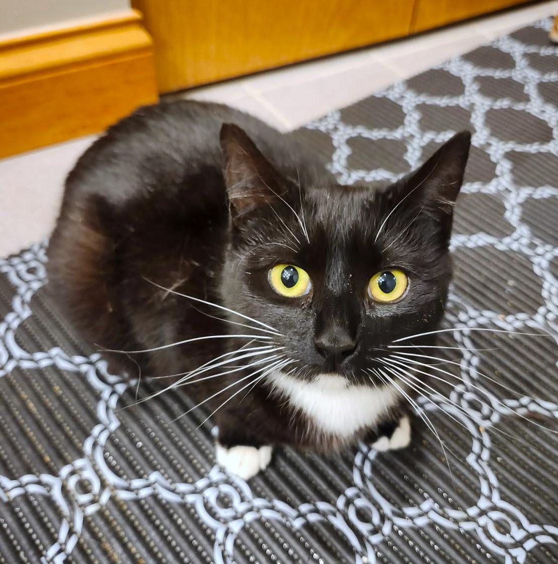 Mittens, Adult Female Tuxedo