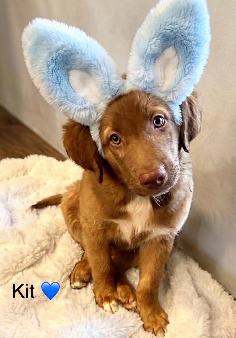 Kit, adopted, Puppy Male Australian Shepherd.