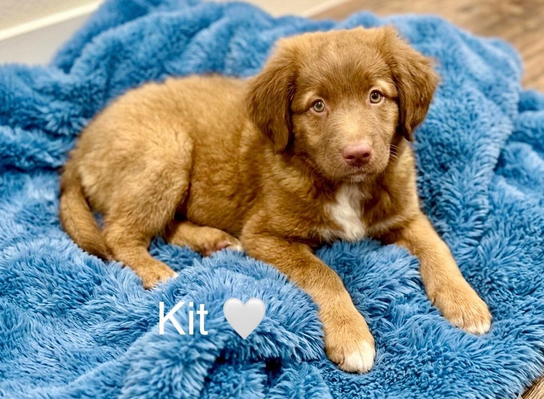 Enlarge Kit, an adopted mixed breed in Rockwall, TX image 2/3