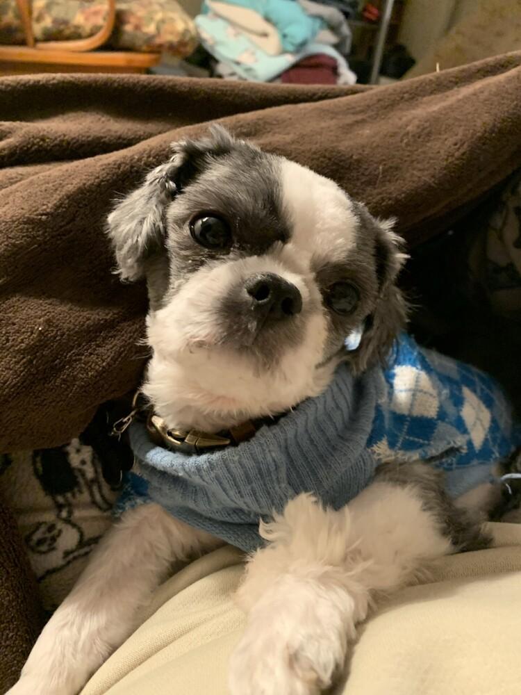 Beau, Adoptable, Adult Male Shih Tzu.