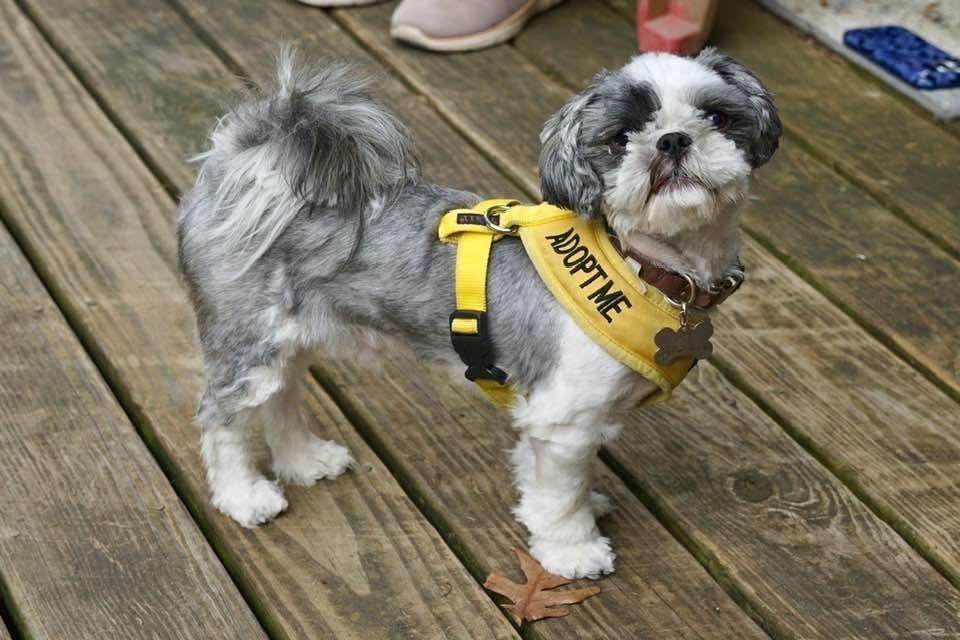 Beau, Adoptable, Adult Male Shih Tzu.
