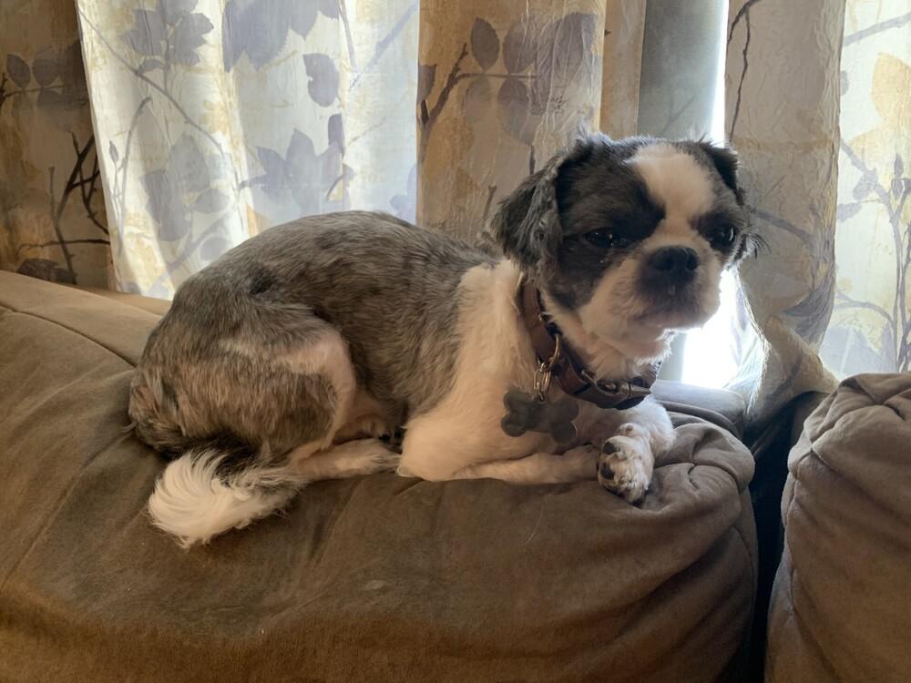 Enlarge Beau, a Adoptable Shih Tzu in Silver Spring, MD image 3/4