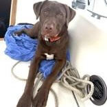 Moose, an adopted mixed breed in Irmo, SC image 1/3