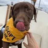 Moose, an adopted mixed breed in Irmo, SC image 3/3