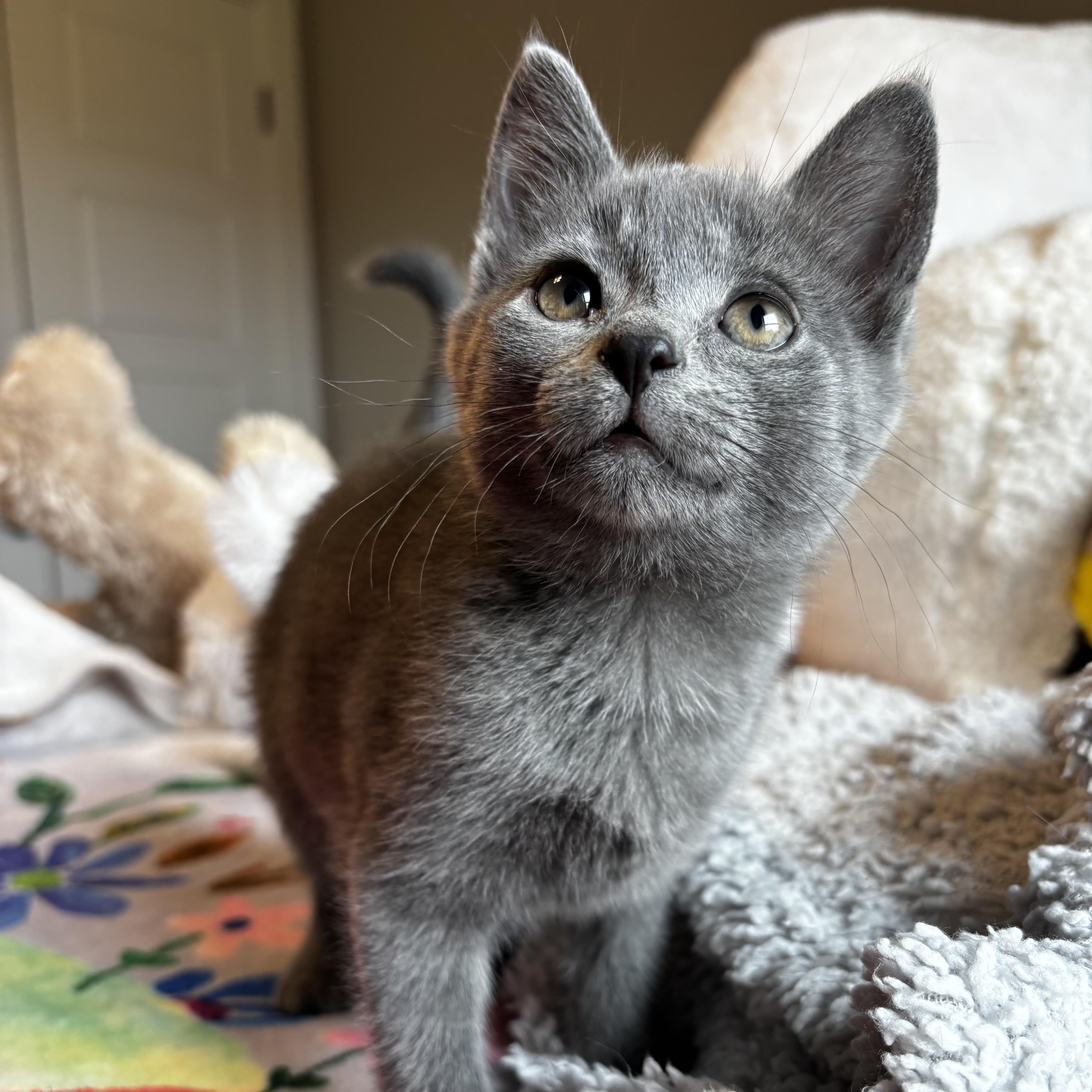 Enlarge Miatake, a ADOPTABLE Russian Blue in Bentonville, AR image 1/2