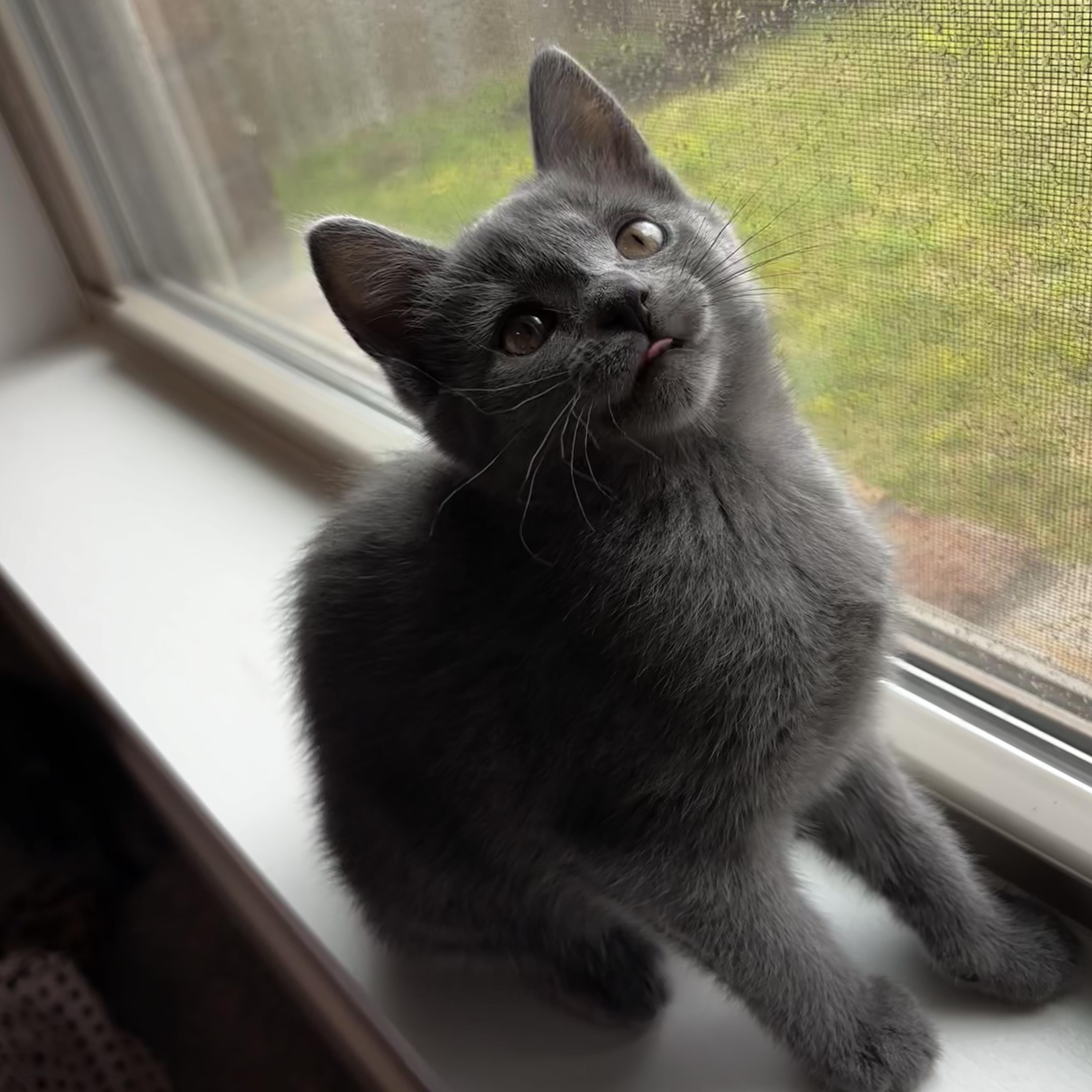 Enlarge Miatake, a ADOPTABLE Russian Blue in Bentonville, AR image 2/2