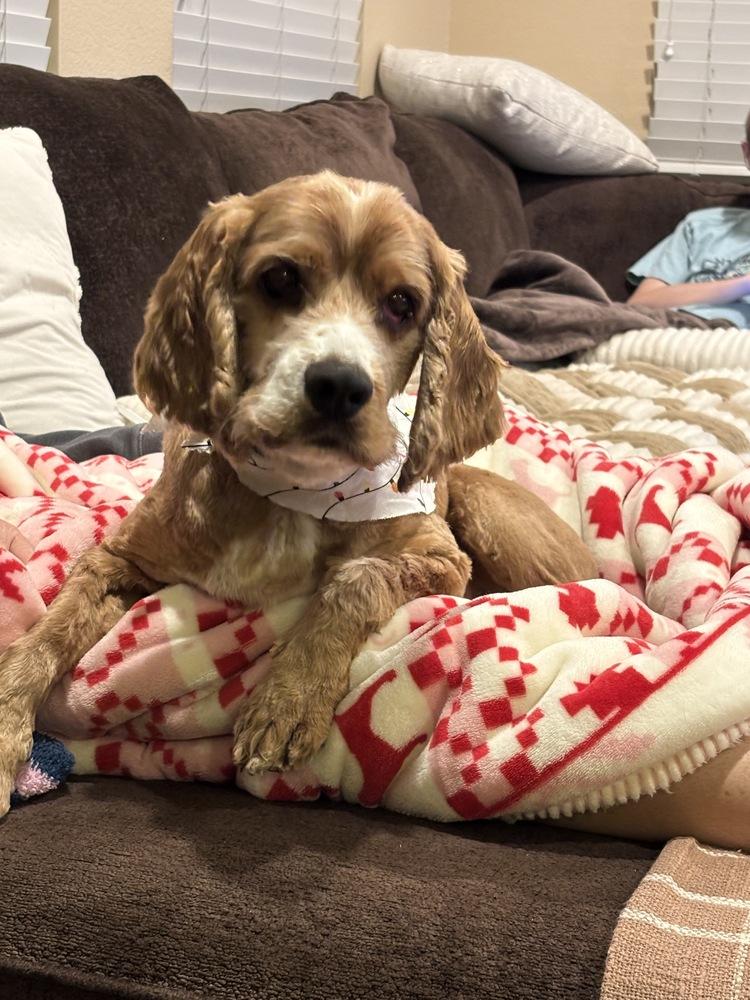 Einstein, Adoptable, Adult Male Cocker Spaniel.
