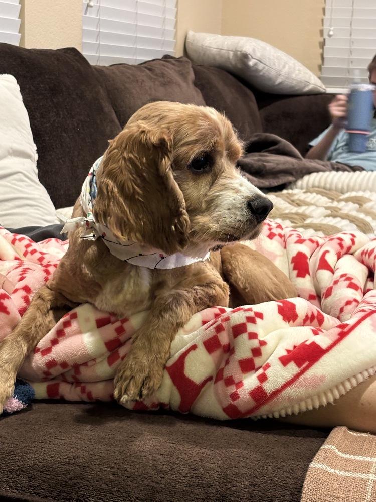 Enlarge Einstein, a Adoptable mixed breed in Jamestown, CA image 2/2