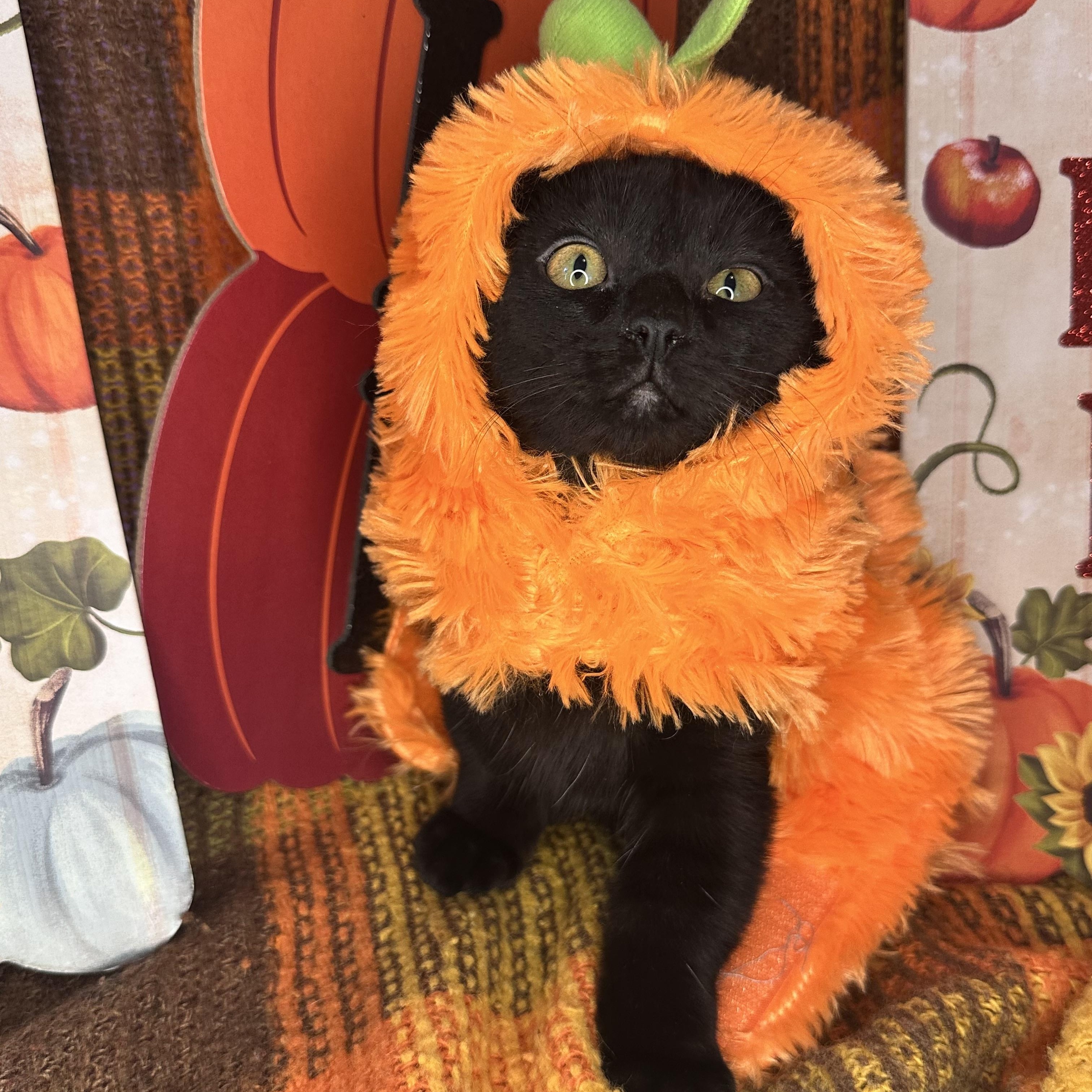 Carmelo, an adoptable Bombay, Burmese in Mount Vernon, IL, 62864 | Photo Image 2