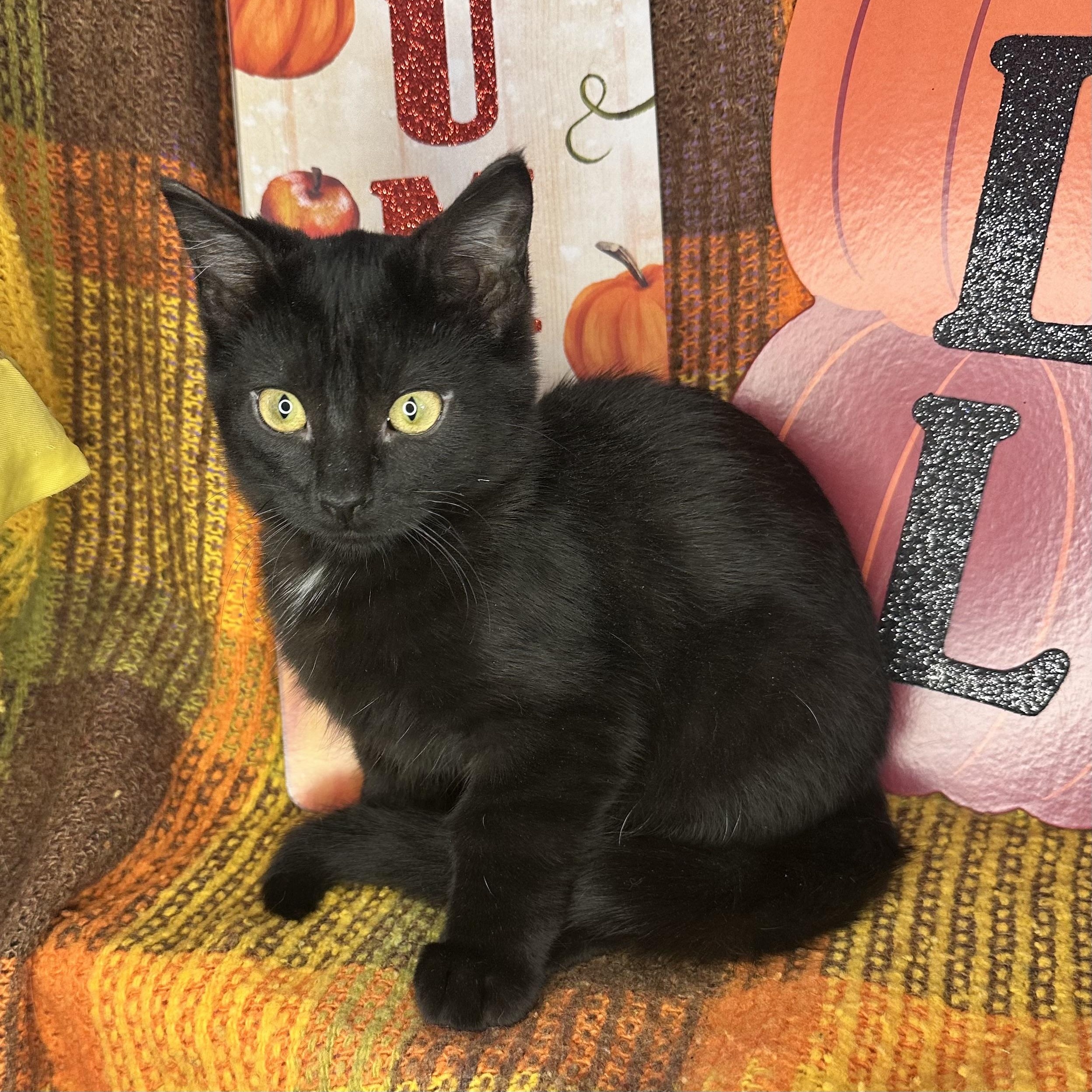 Carmelo, an adoptable Bombay, Burmese in Mount Vernon, IL, 62864 | Photo Image 4