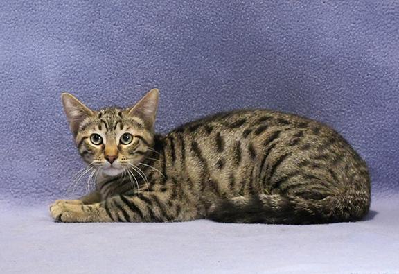 Rowan, Adoptable, Kitten Male Domestic Short Hair.