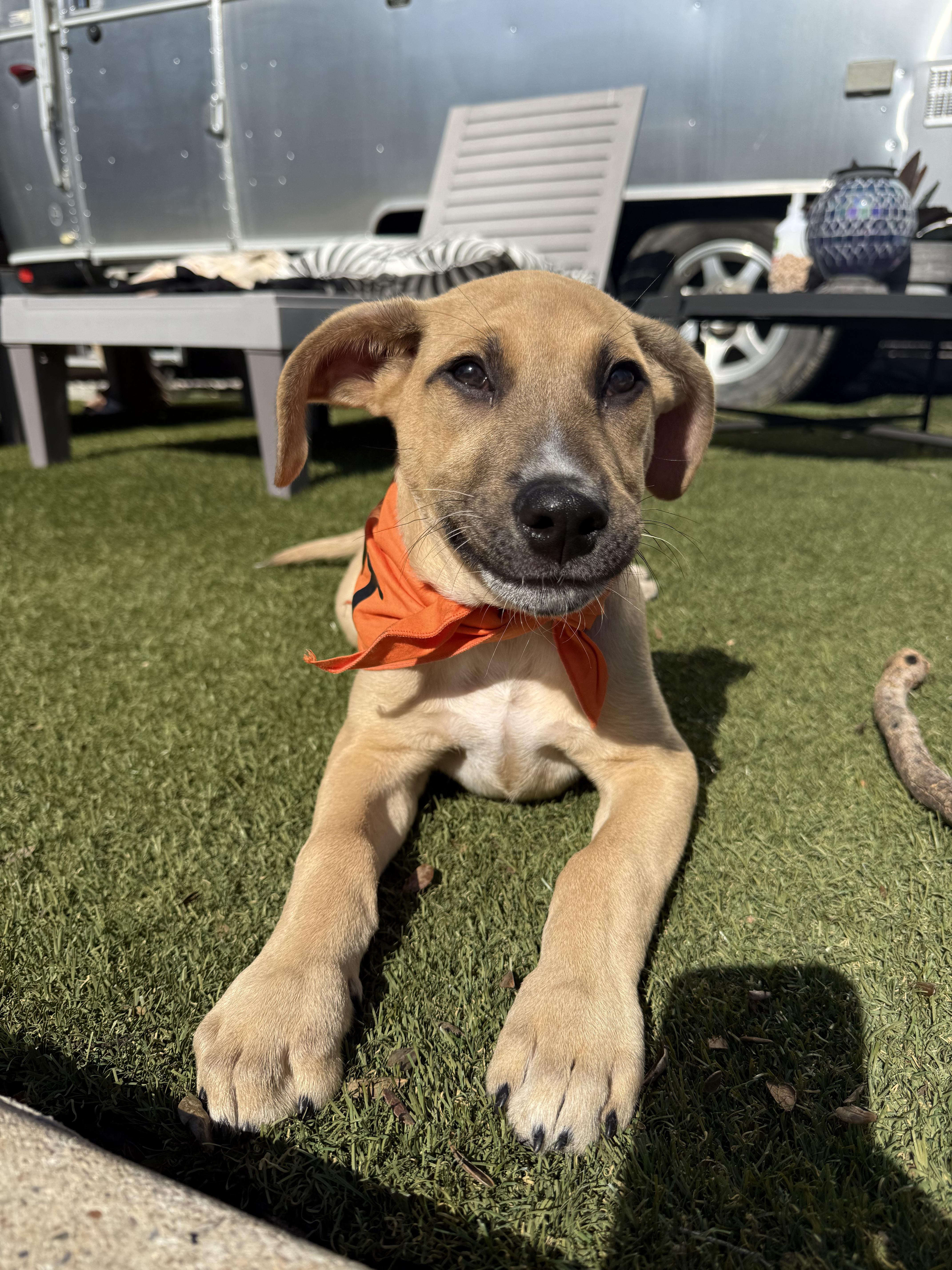 Enlarge Wyatt, an adopted mixed breed in Pflugerville, TX image 5/6