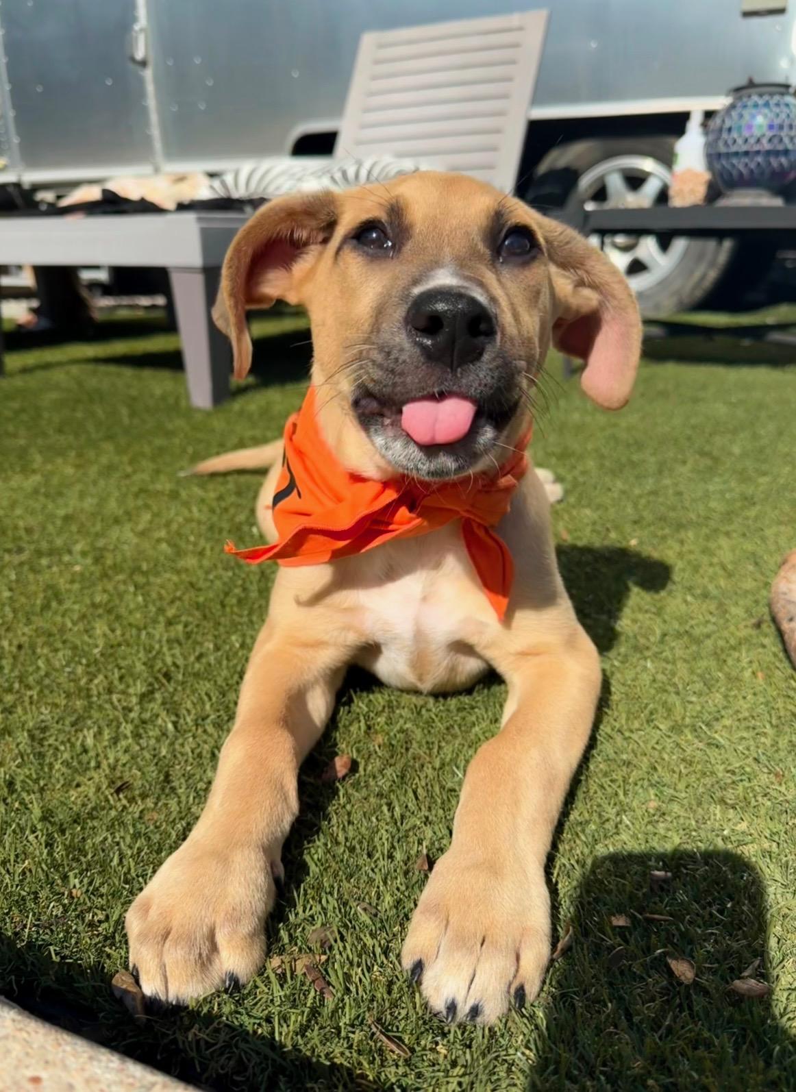 Wyatt, adopted, Puppy Male German Shepherd Dog & Great Pyrenees.