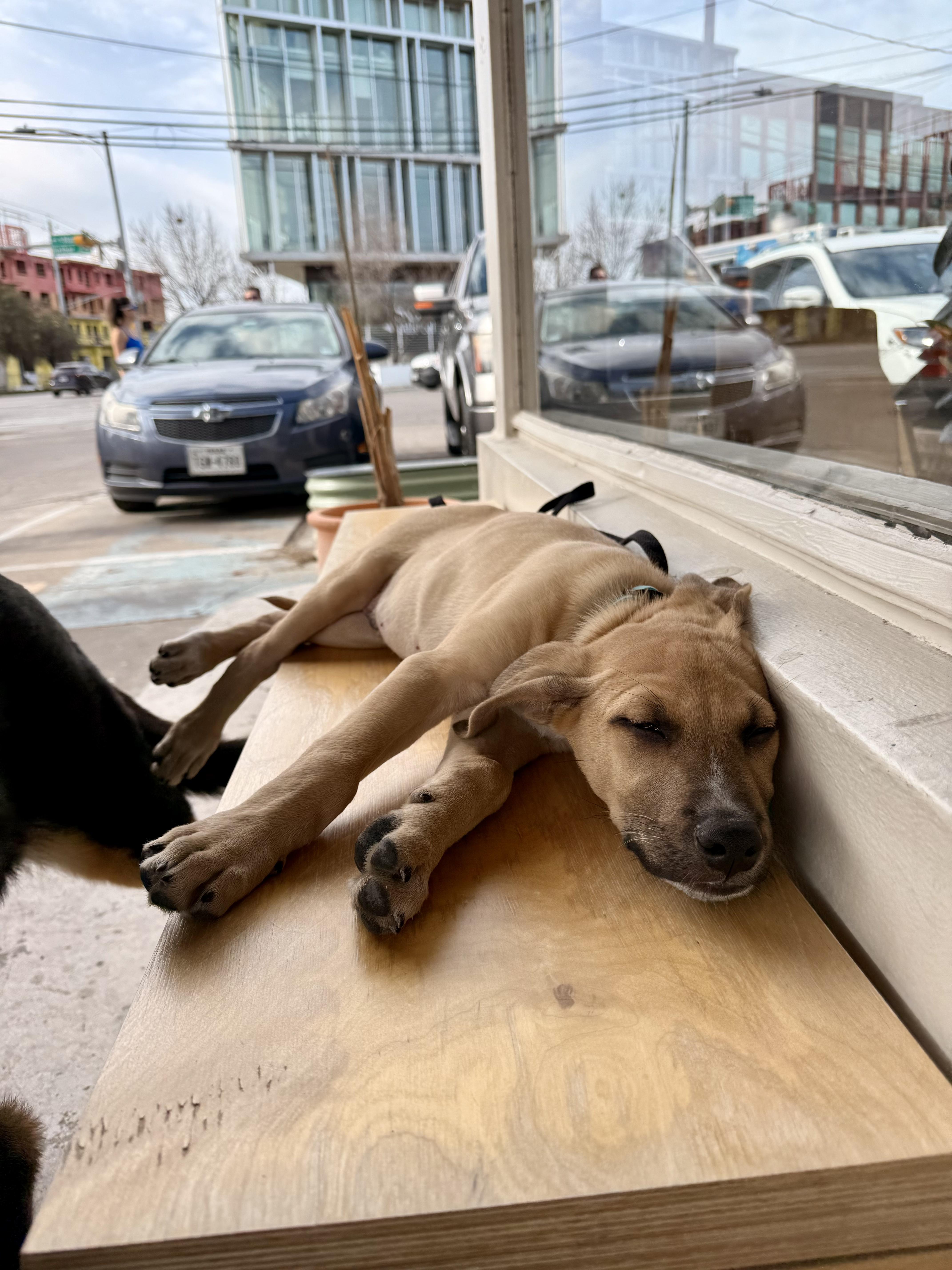 Enlarge Wyatt, an adopted mixed breed in Pflugerville, TX image 3/6