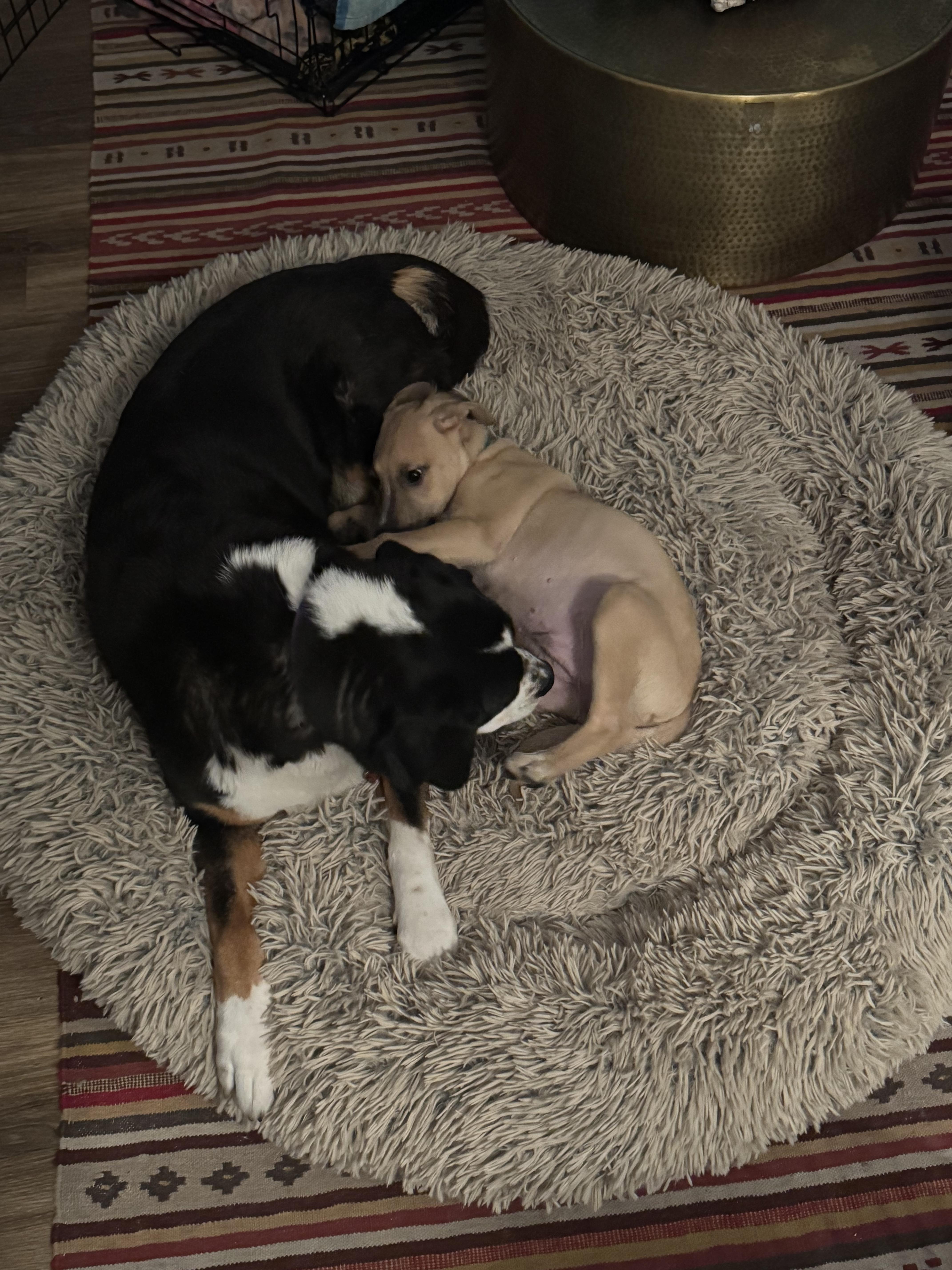 Enlarge Wyatt, an adopted mixed breed in Pflugerville, TX image 4/6