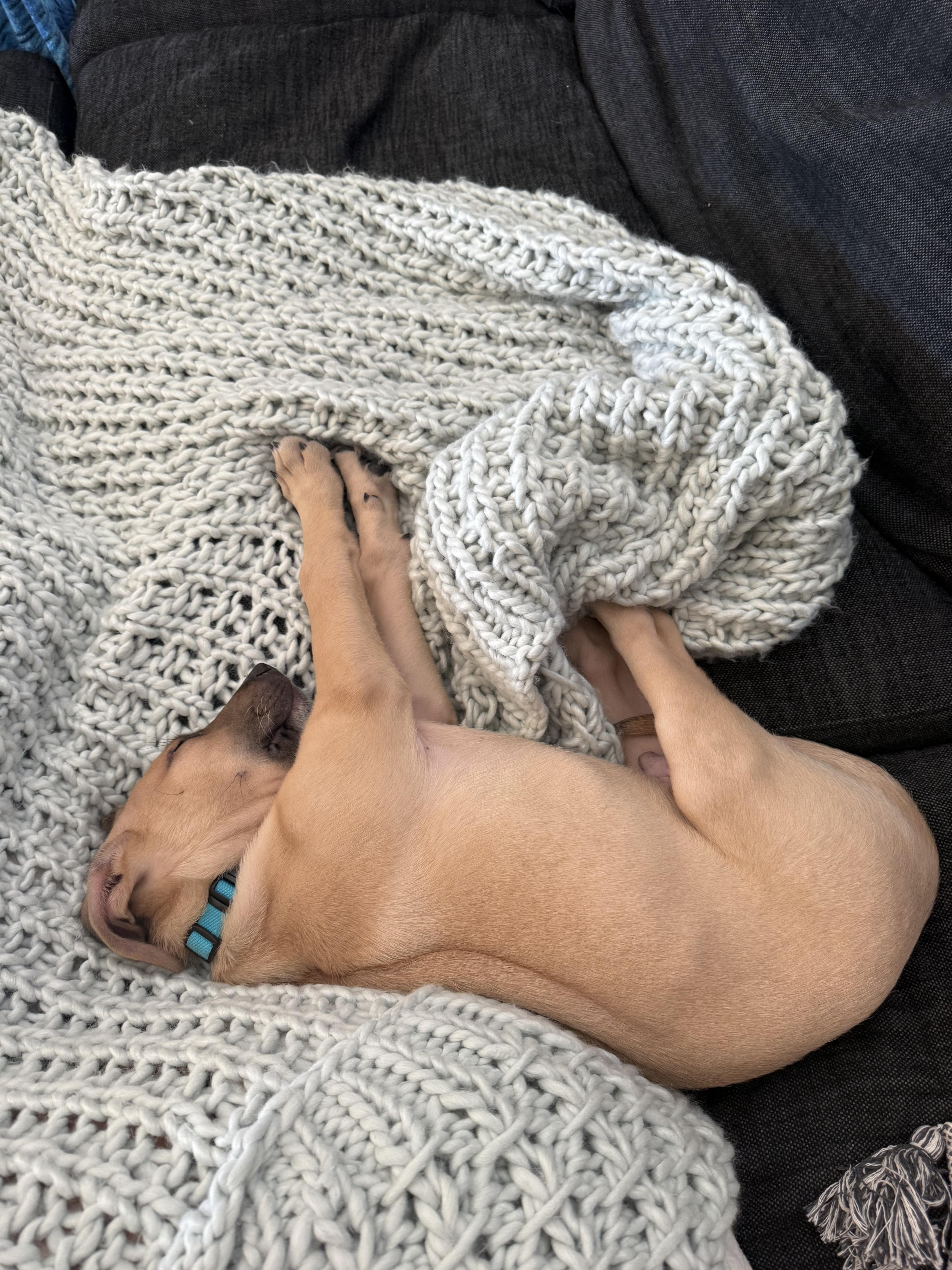 Enlarge Wyatt, an adopted mixed breed in Pflugerville, TX image 6/6