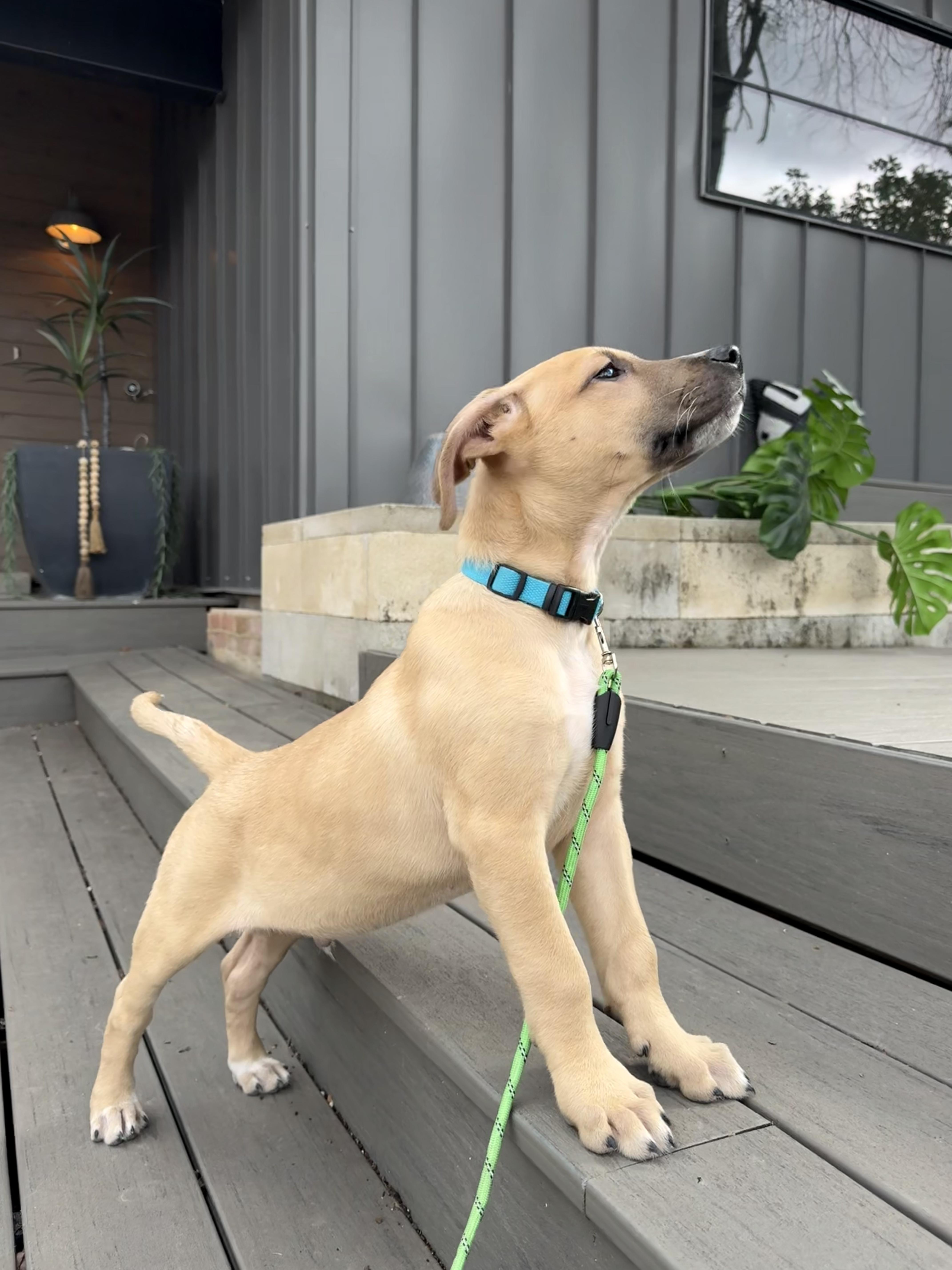 Enlarge Wyatt, an adopted mixed breed in Pflugerville, TX image 2/6