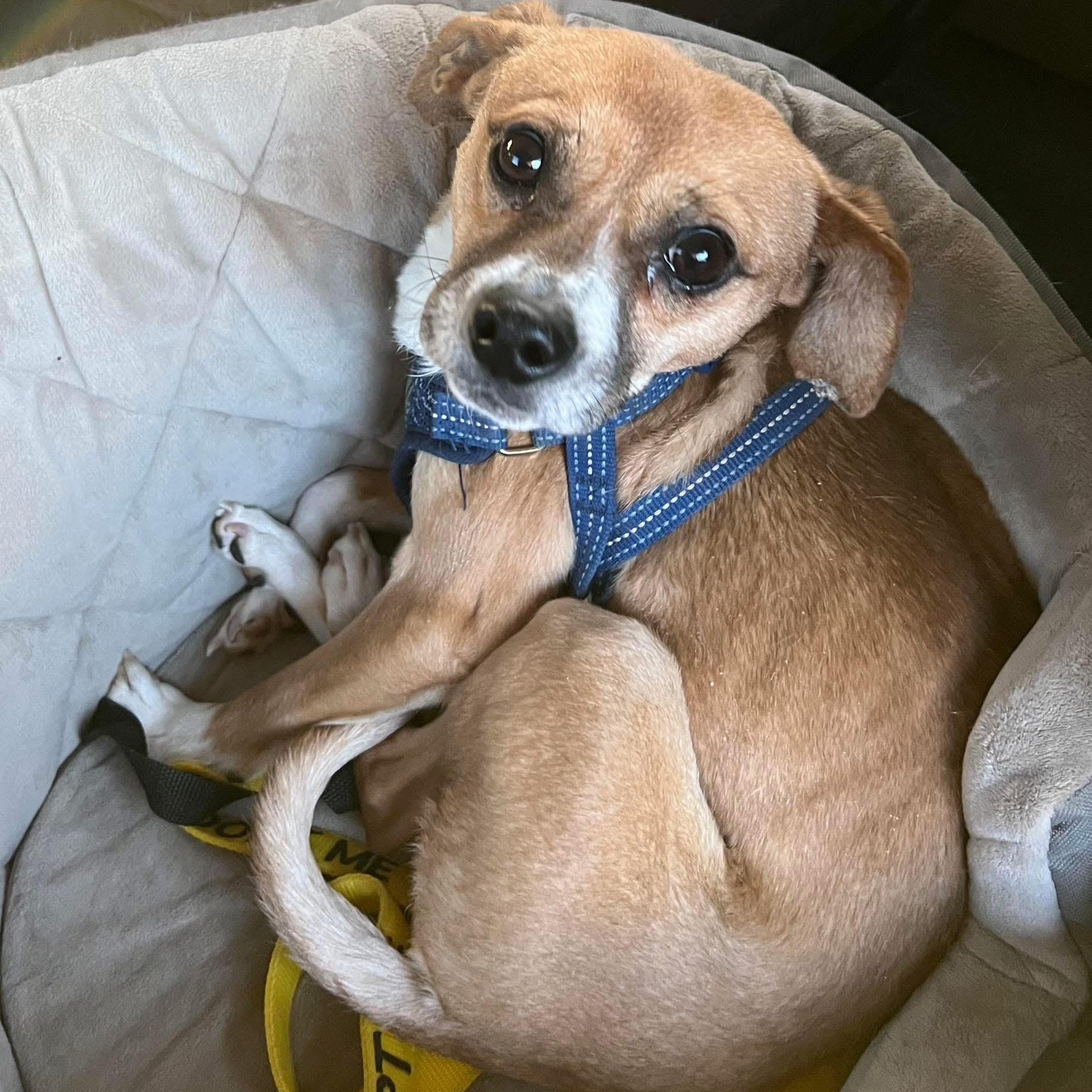 Sweet Kyle was found in critical condition and made a full recovery, ADOPTABLE, Young Male Chihuahua & Terrier.