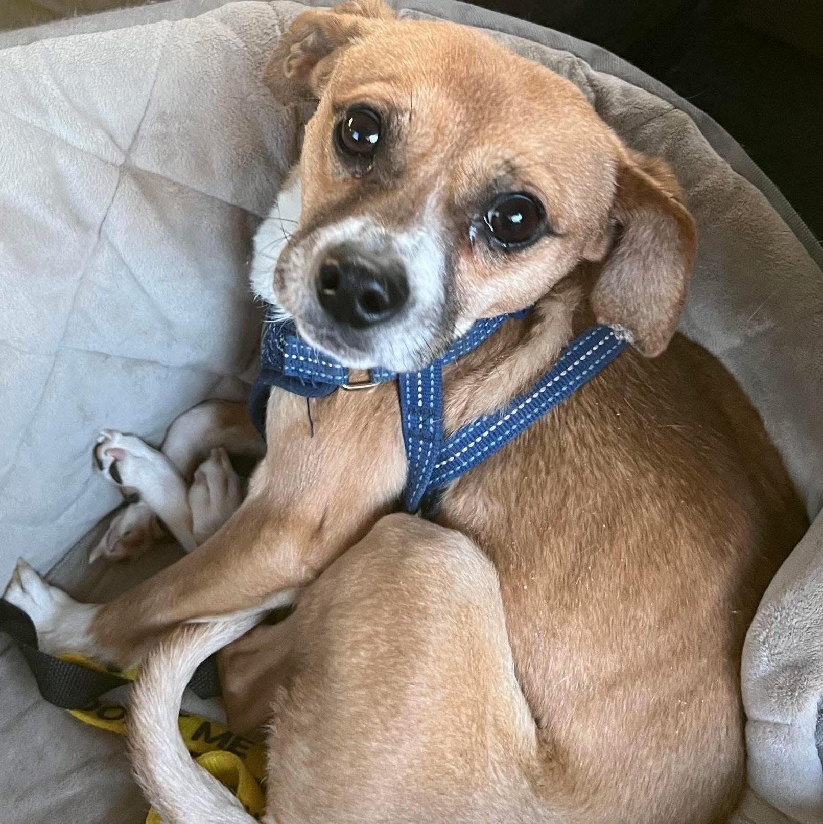 Kyle, a ADOPTABLE mixed breed in Marlton, NJ image 5/6