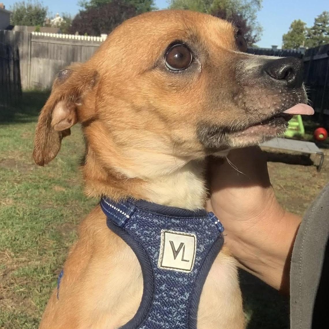 Kyle, a ADOPTABLE mixed breed in Marlton, NJ image 2/6